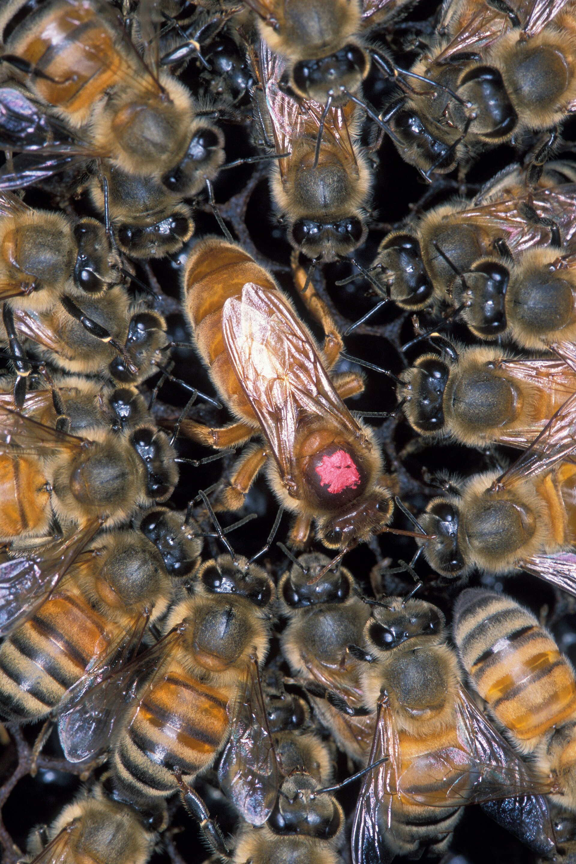 Africanized Honey Bee (Apis mellifera scutellata)