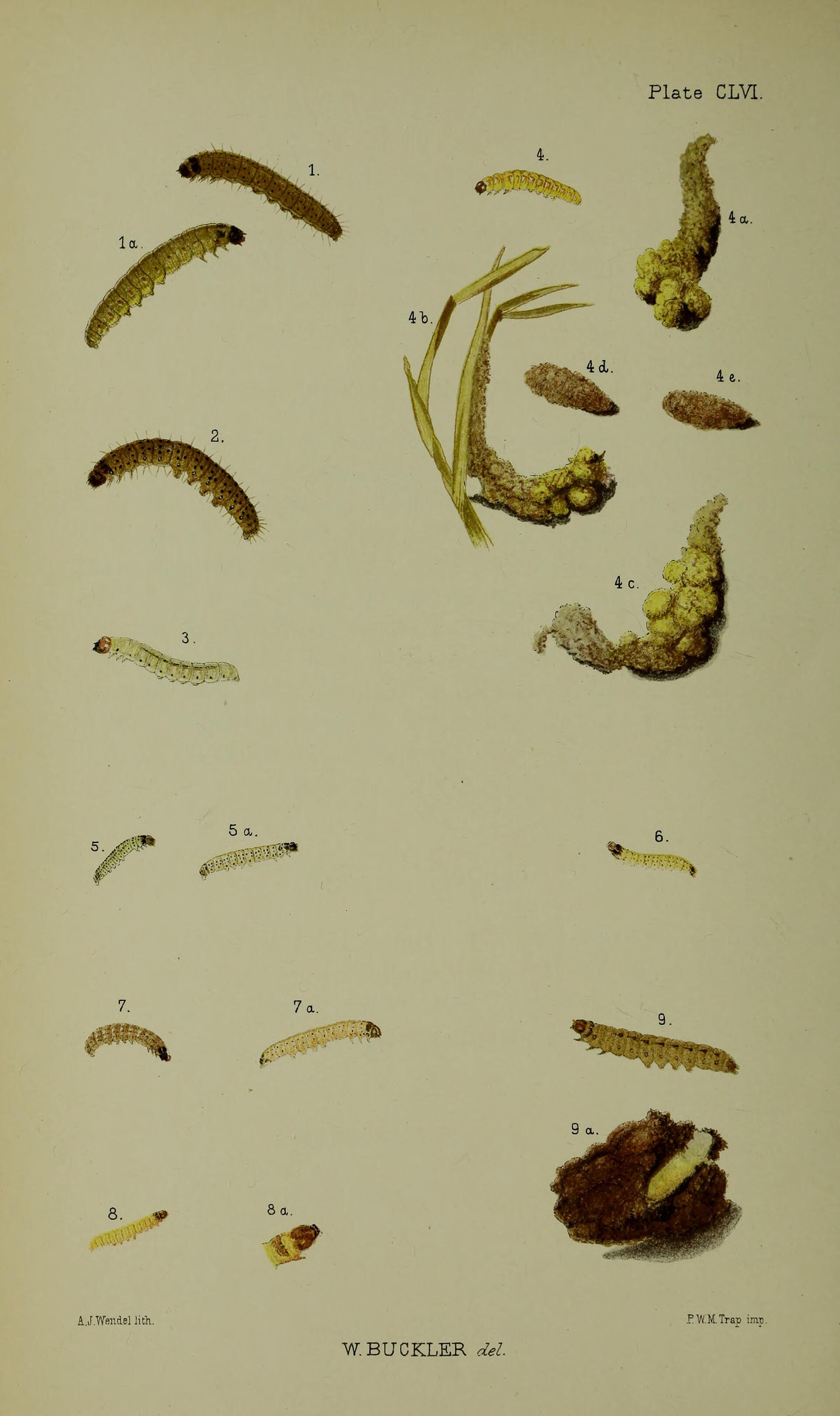 Almond Moth (Cadra cautella)