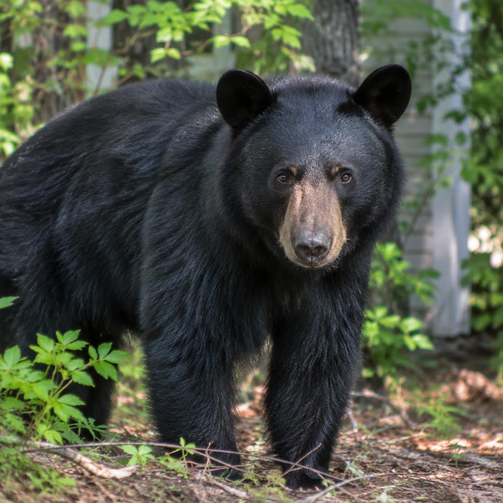 American Black Bear (Ursus americanus)