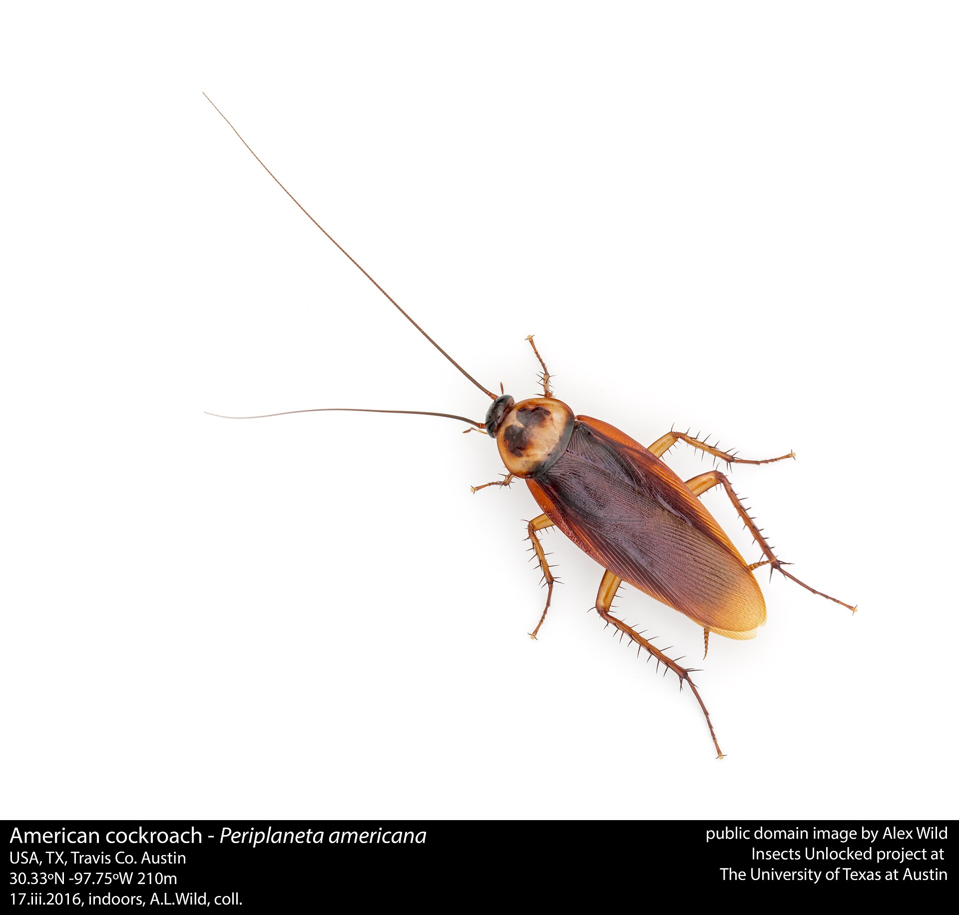 American Cockroach (Periplaneta americana)