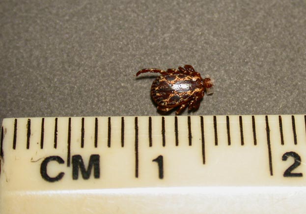 American Dog Tick (Dermacentor variabilis)