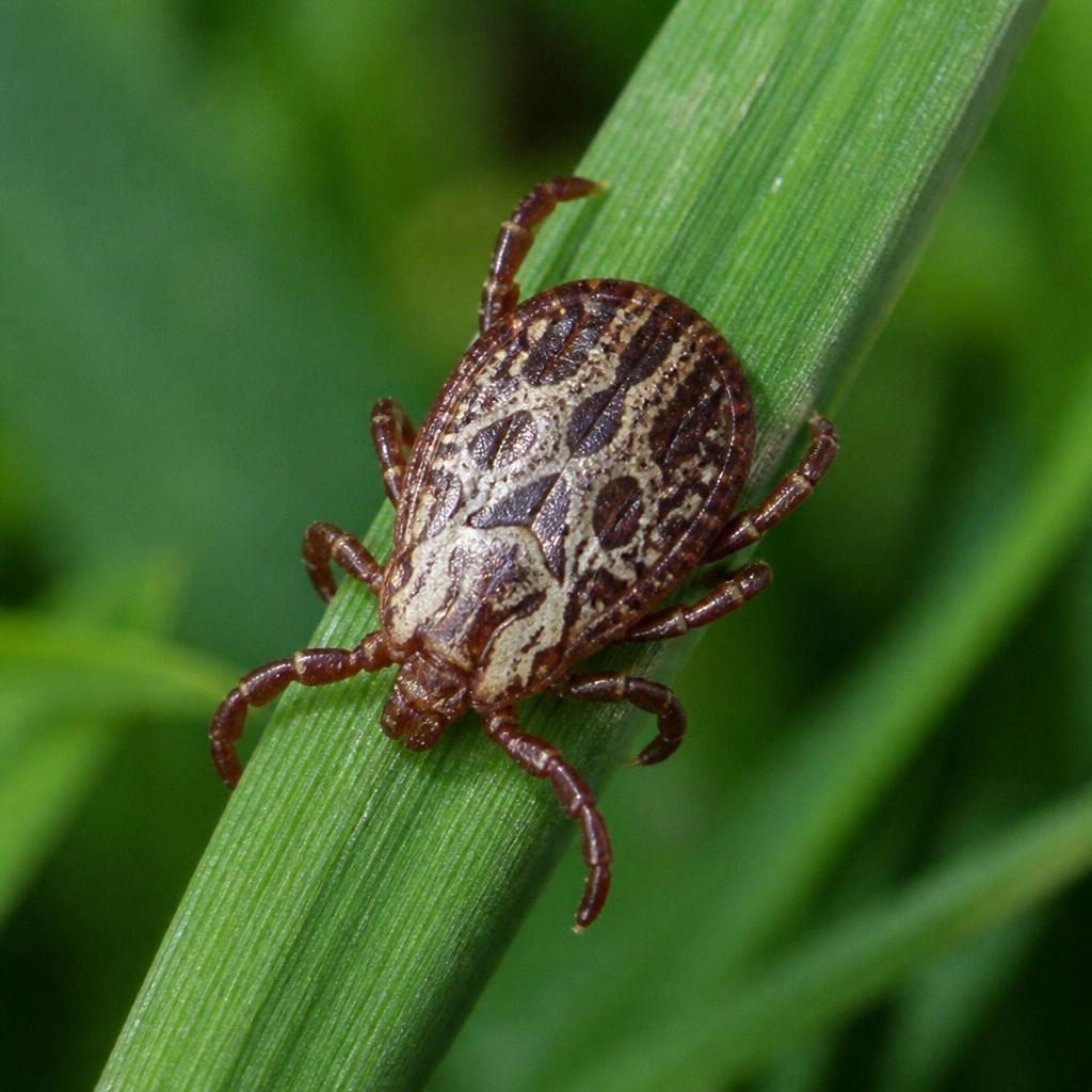 American Dog Tick (Dermacentor variabilis)