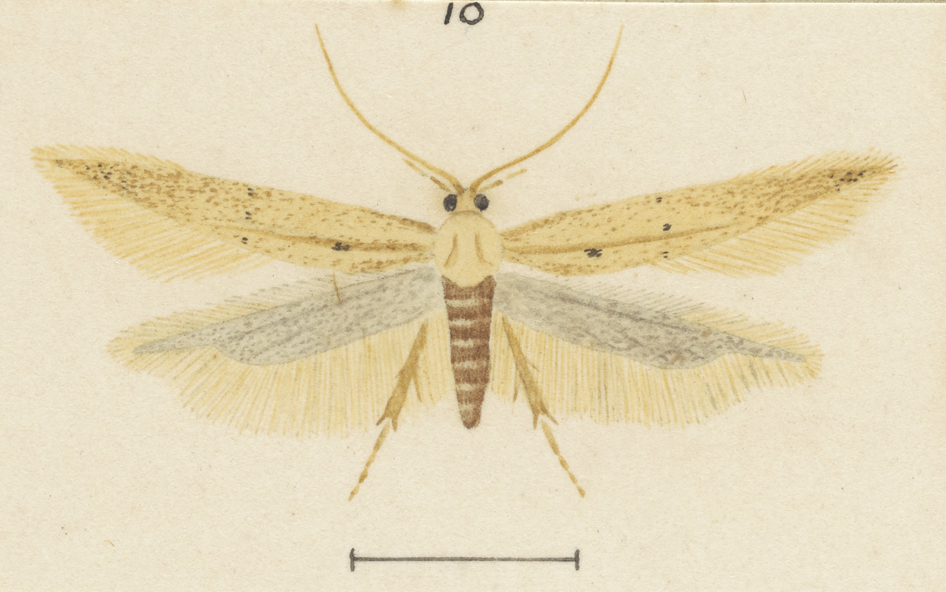 Angoumois Grain Moth (Sitotroga cerealella)