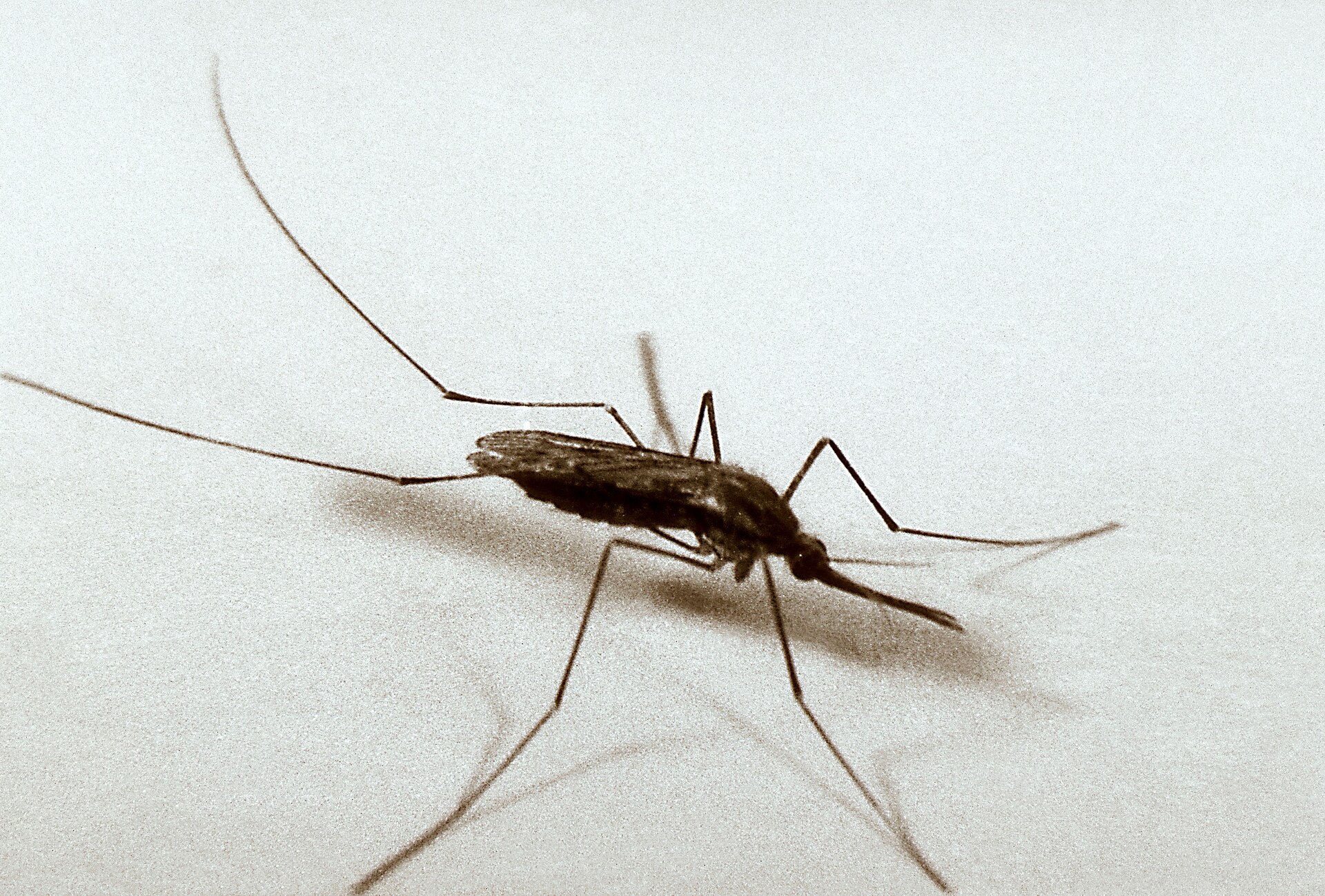 Anopheles Mosquito (Anopheles quadrimaculatus)