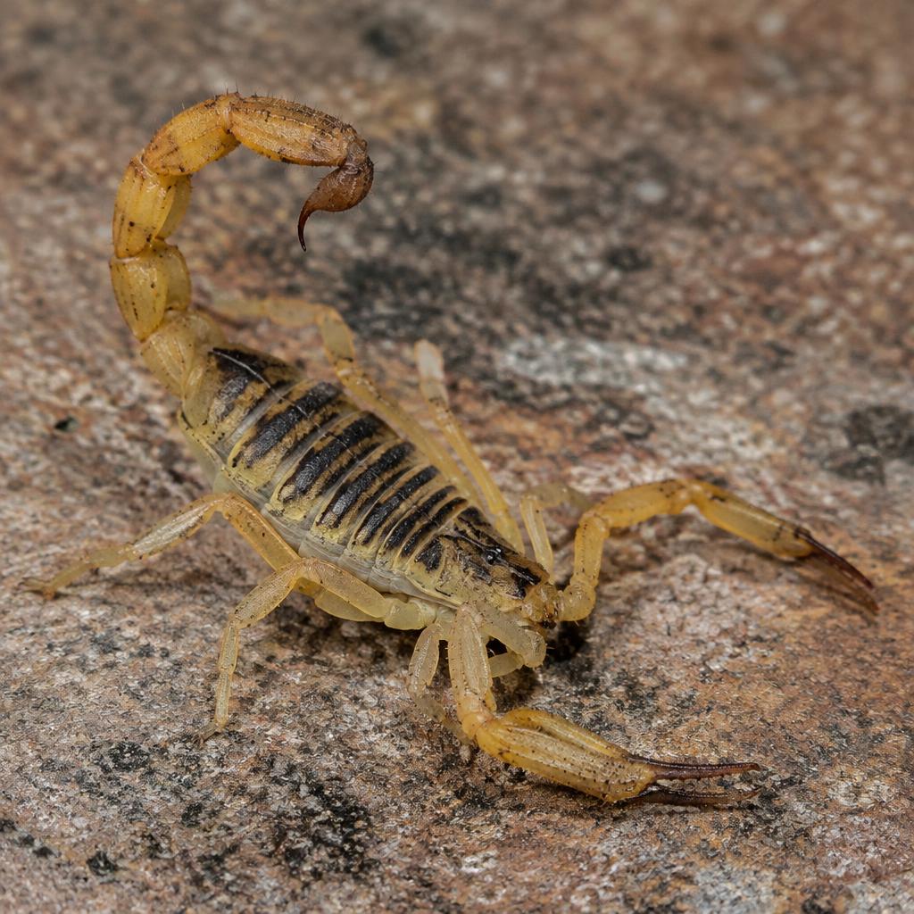 Arizona Bark Scorpion (Centruroides sculpturatus)