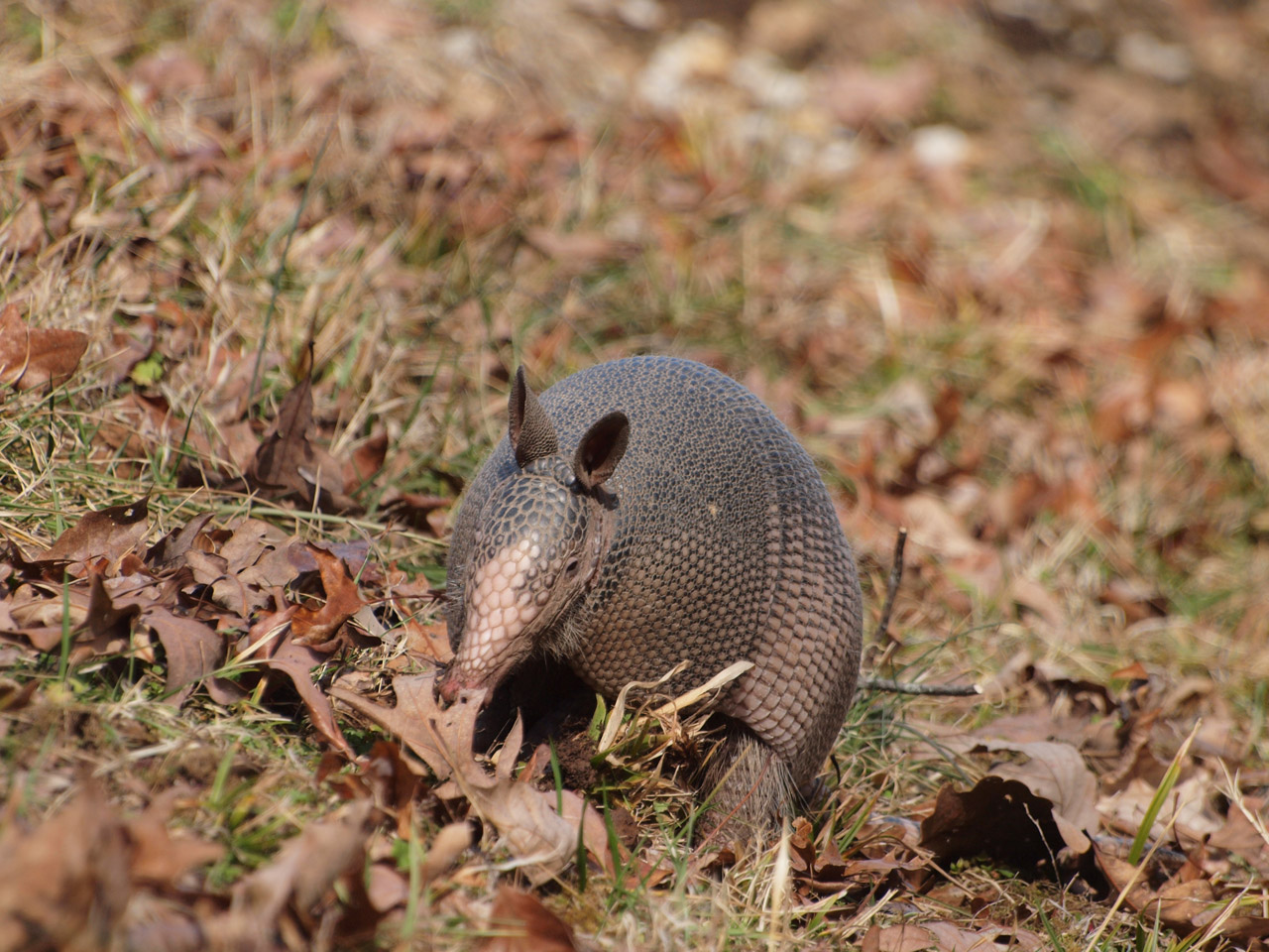 Nine-banded Armadillo (Dasypus novemcinctus)