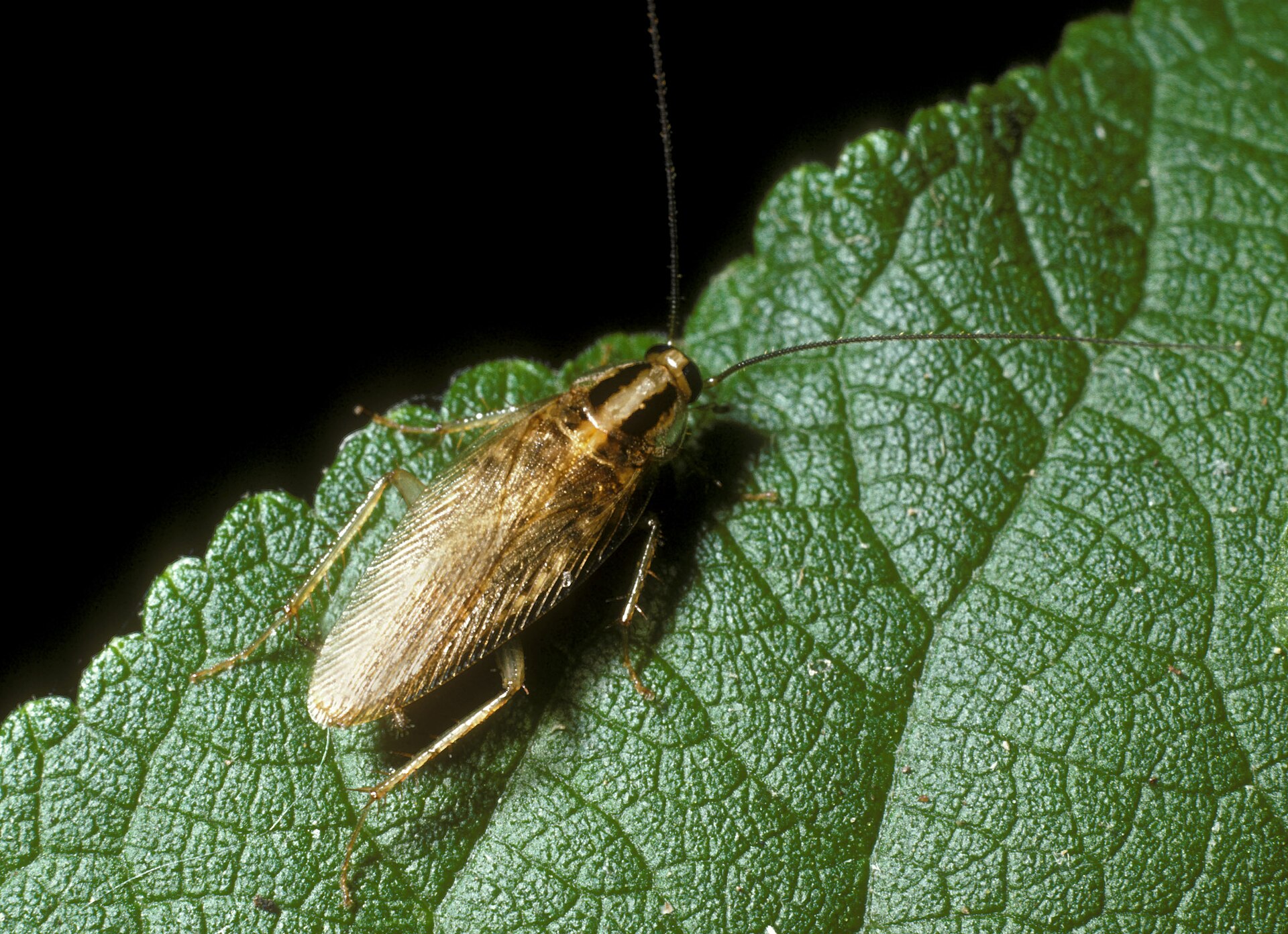Asian Cockroach (Blattella asahinai)