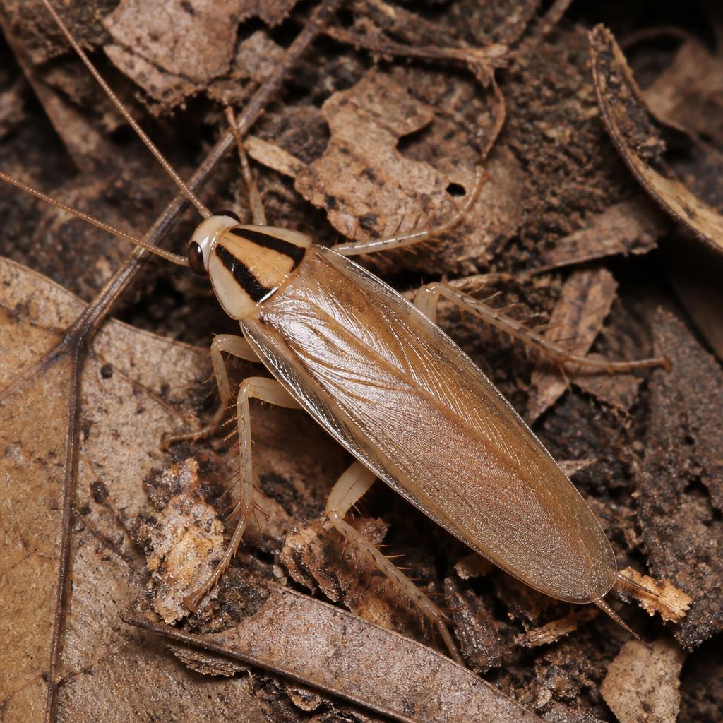Asian Cockroach (Blattella asahinai)