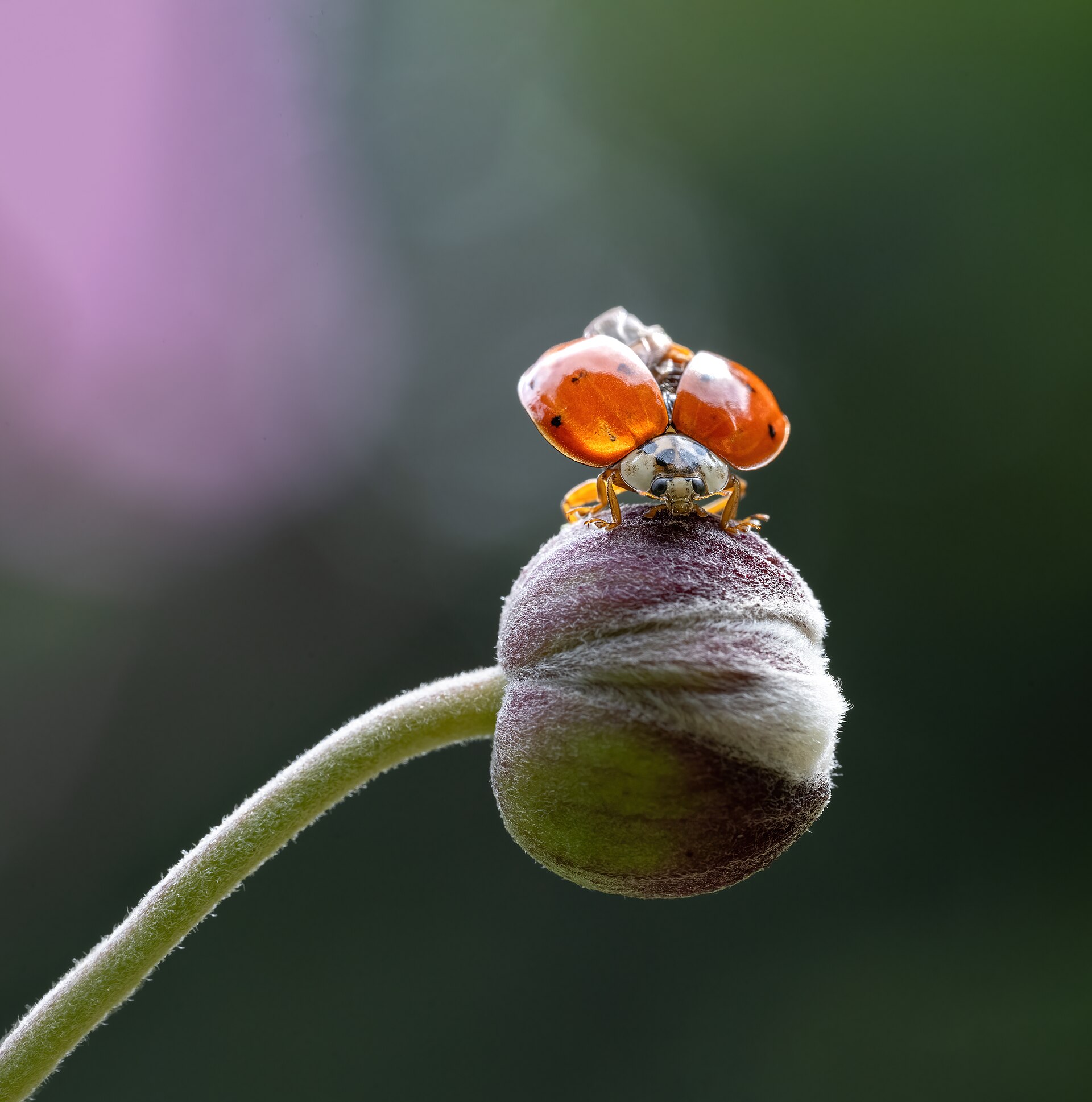 Asian Lady Beetle (Harmonia axyridis)