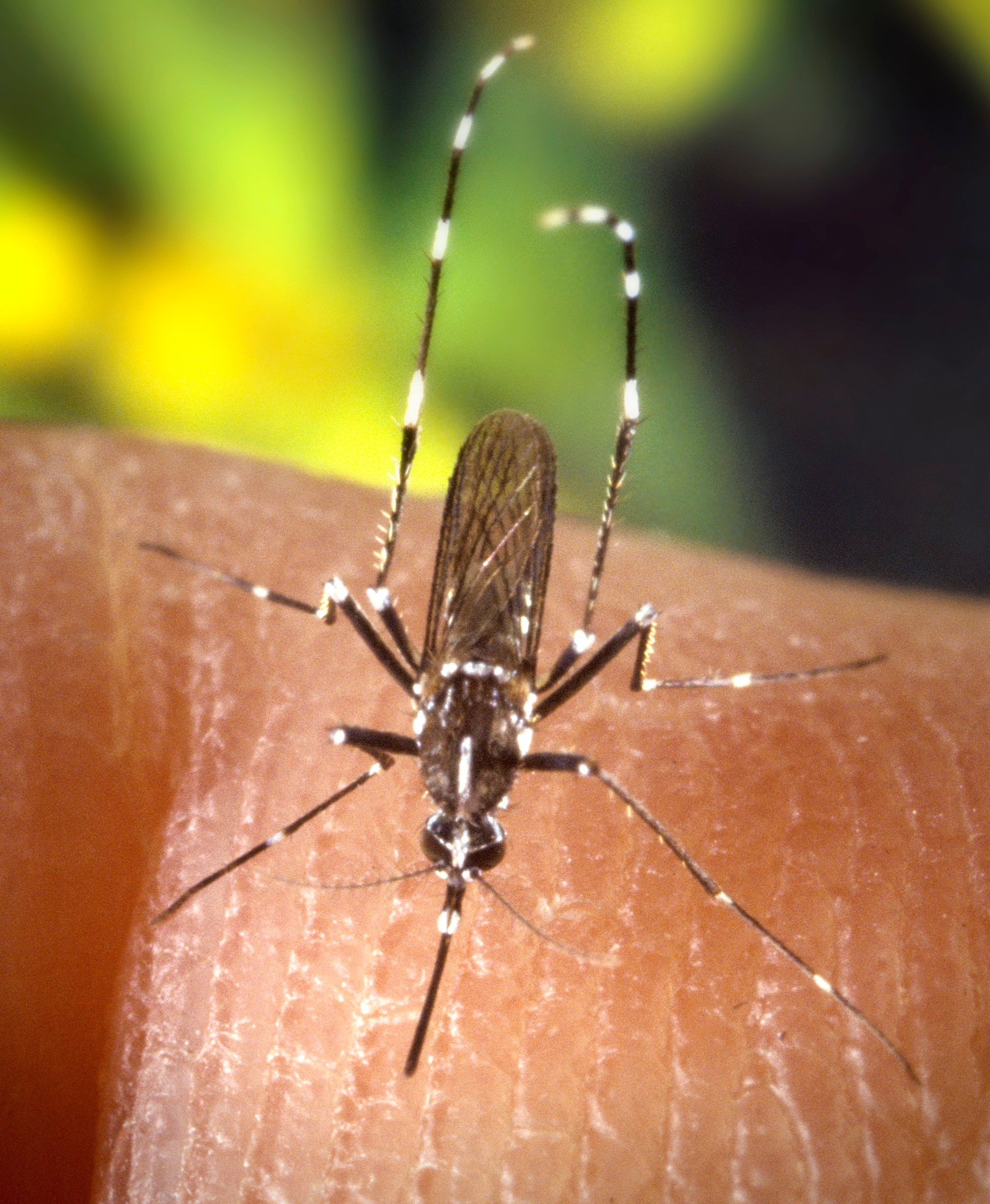 Asian Tiger Mosquito (Aedes albopictus)