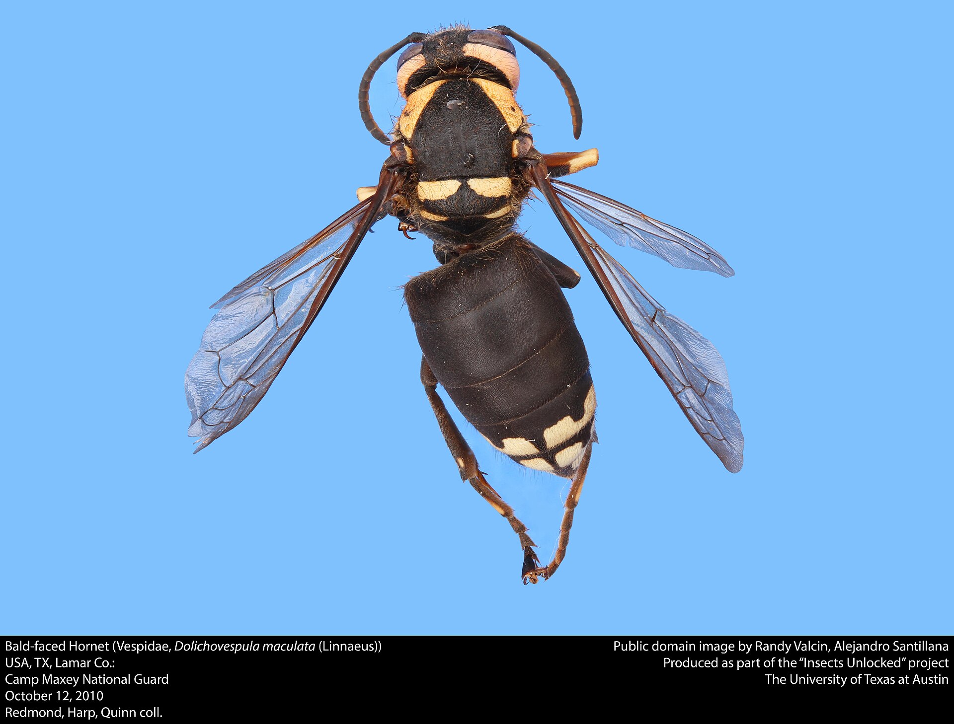 Bald-faced Hornet (Dolichovespula maculata)