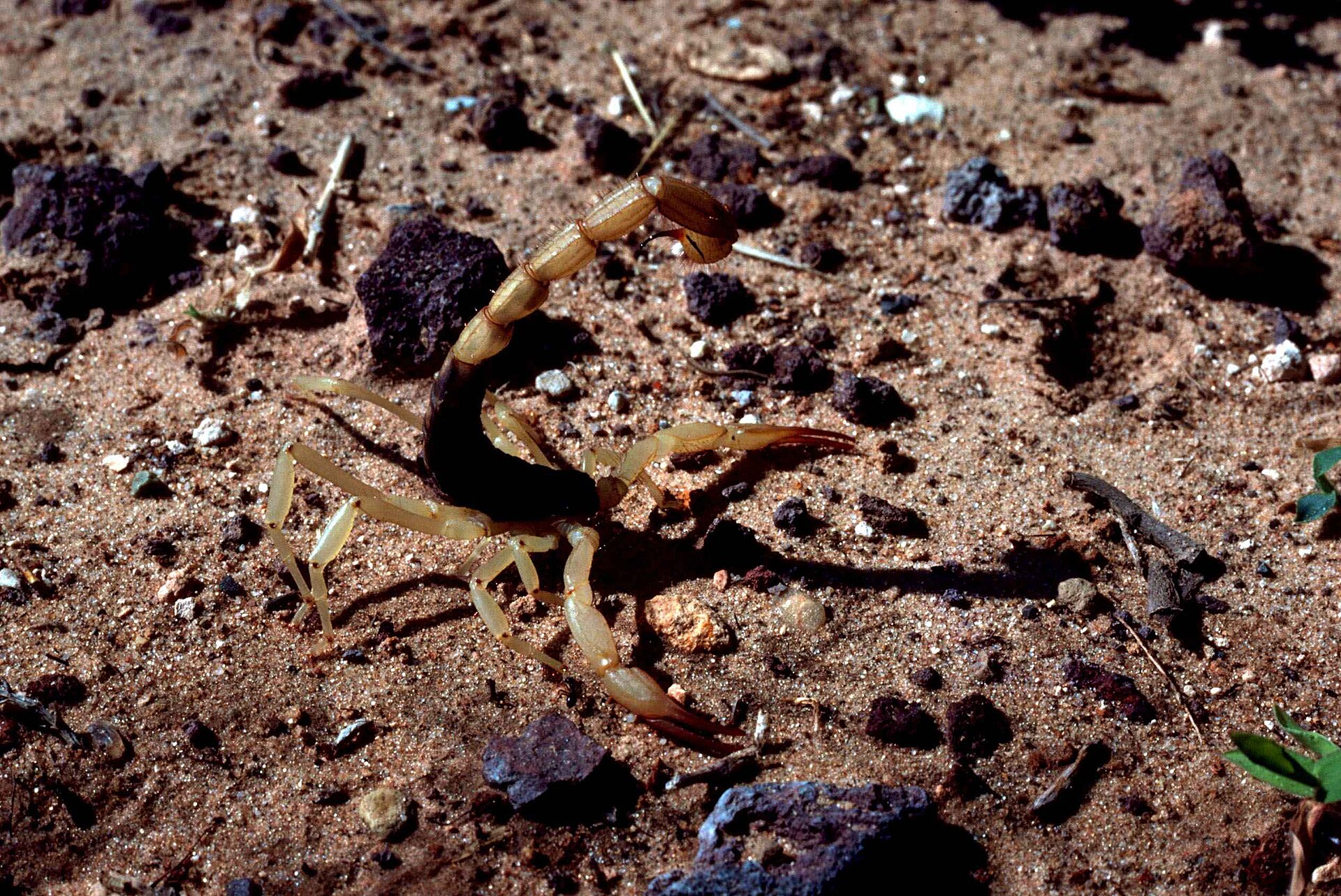 Arizona Bark Scorpion (Centruroides sculpturatus)