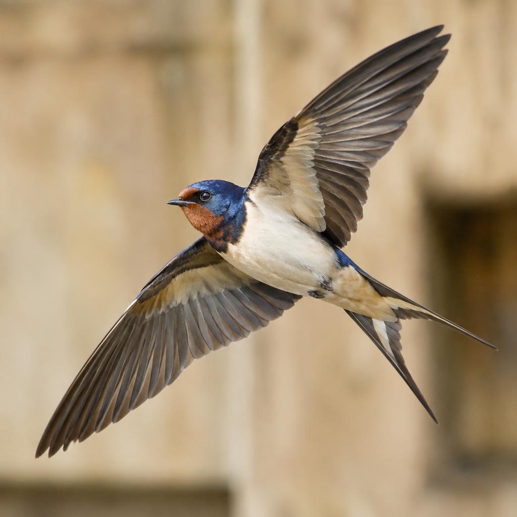 Barn Swallow (Hirundo rustica)
