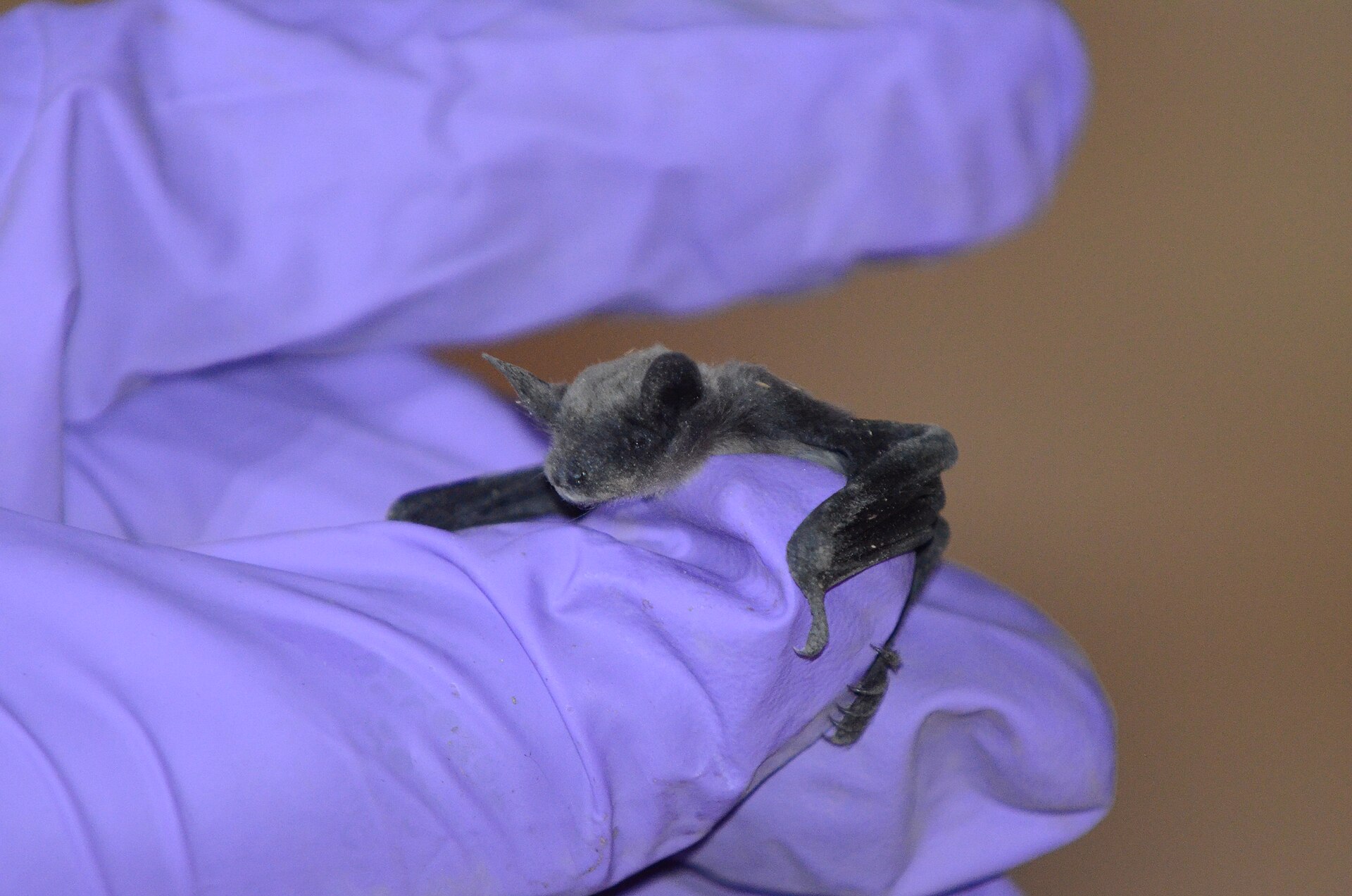 Little Brown Bat (Myotis lucifugus)