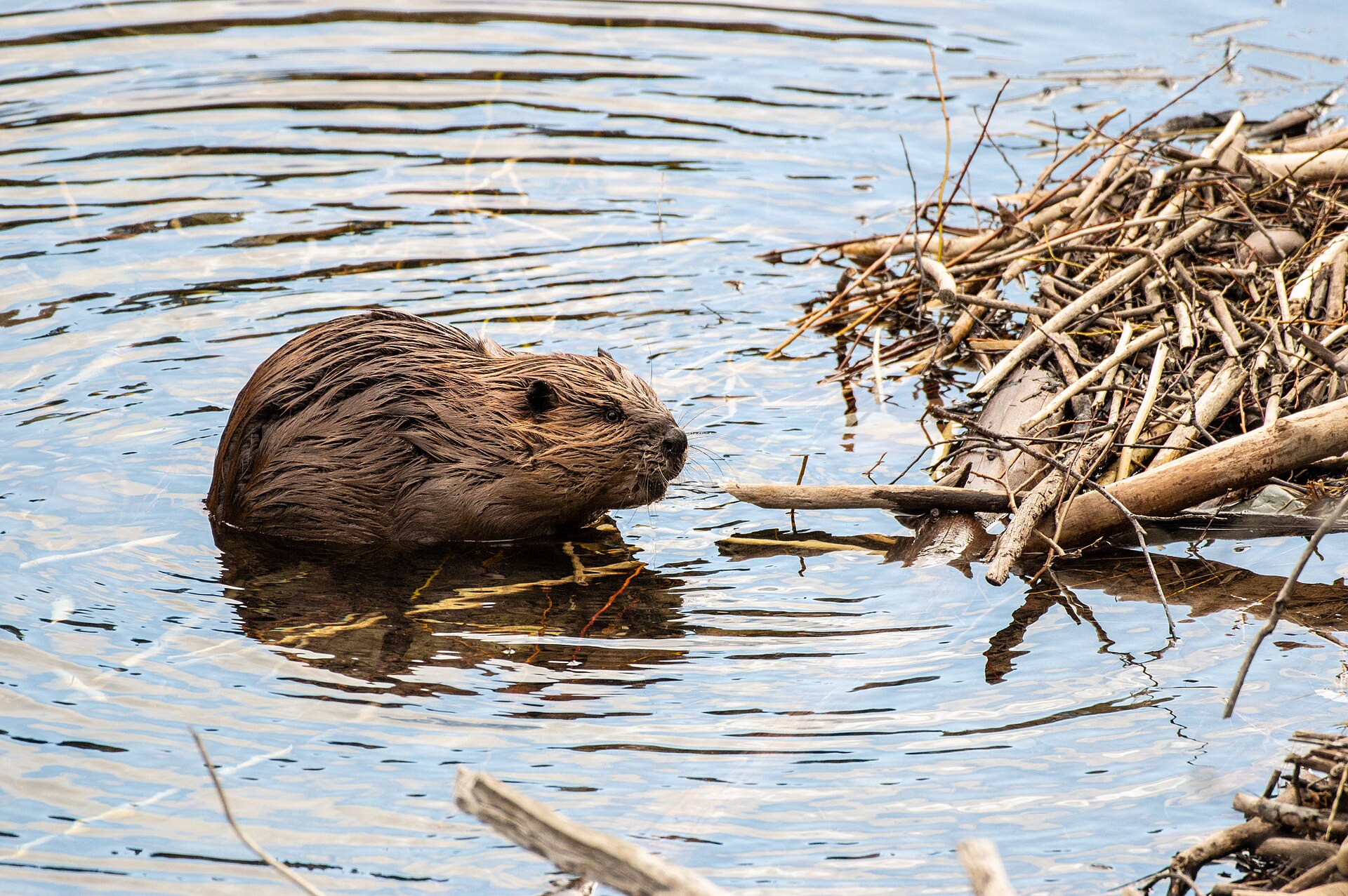 American Beaver (Castor canadensis)