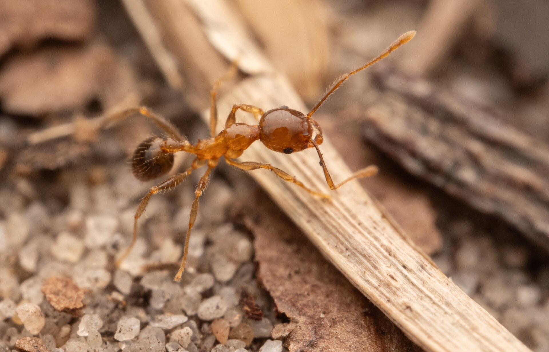 Bigheaded Ant (Pheidole megacephala)