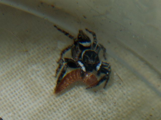 Black Carpet Beetle (Attagenus unicolor)