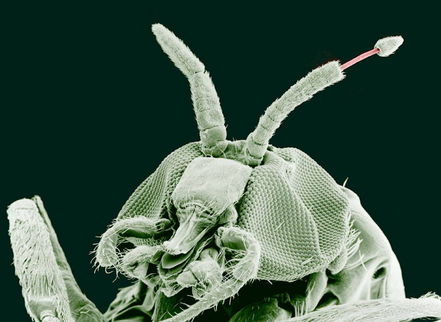 Black Fly (Simuliidae)