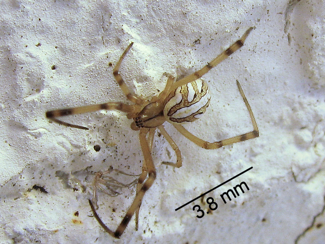 Western Black Widow (Latrodectus hesperus)