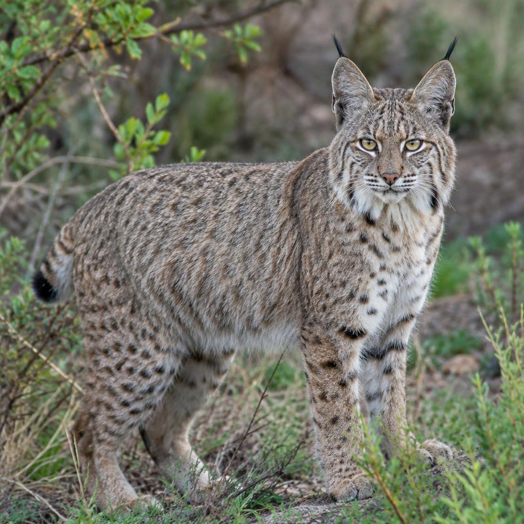 Bobcat (Lynx rufus)
