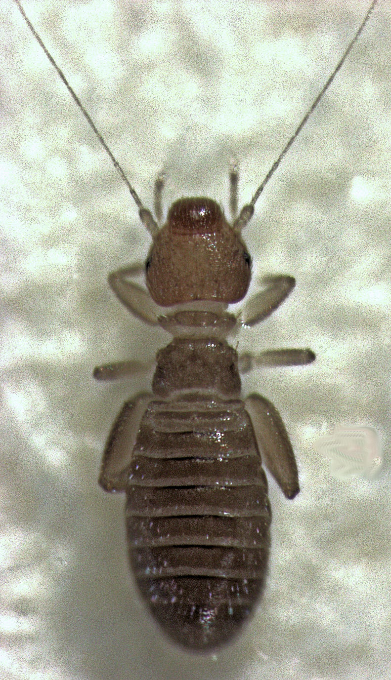 Booklice (Psocids) (Liposcelis)