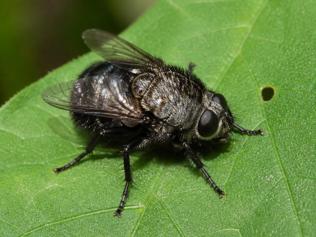 Rodent Bot Fly (Cuterebra fontinella)