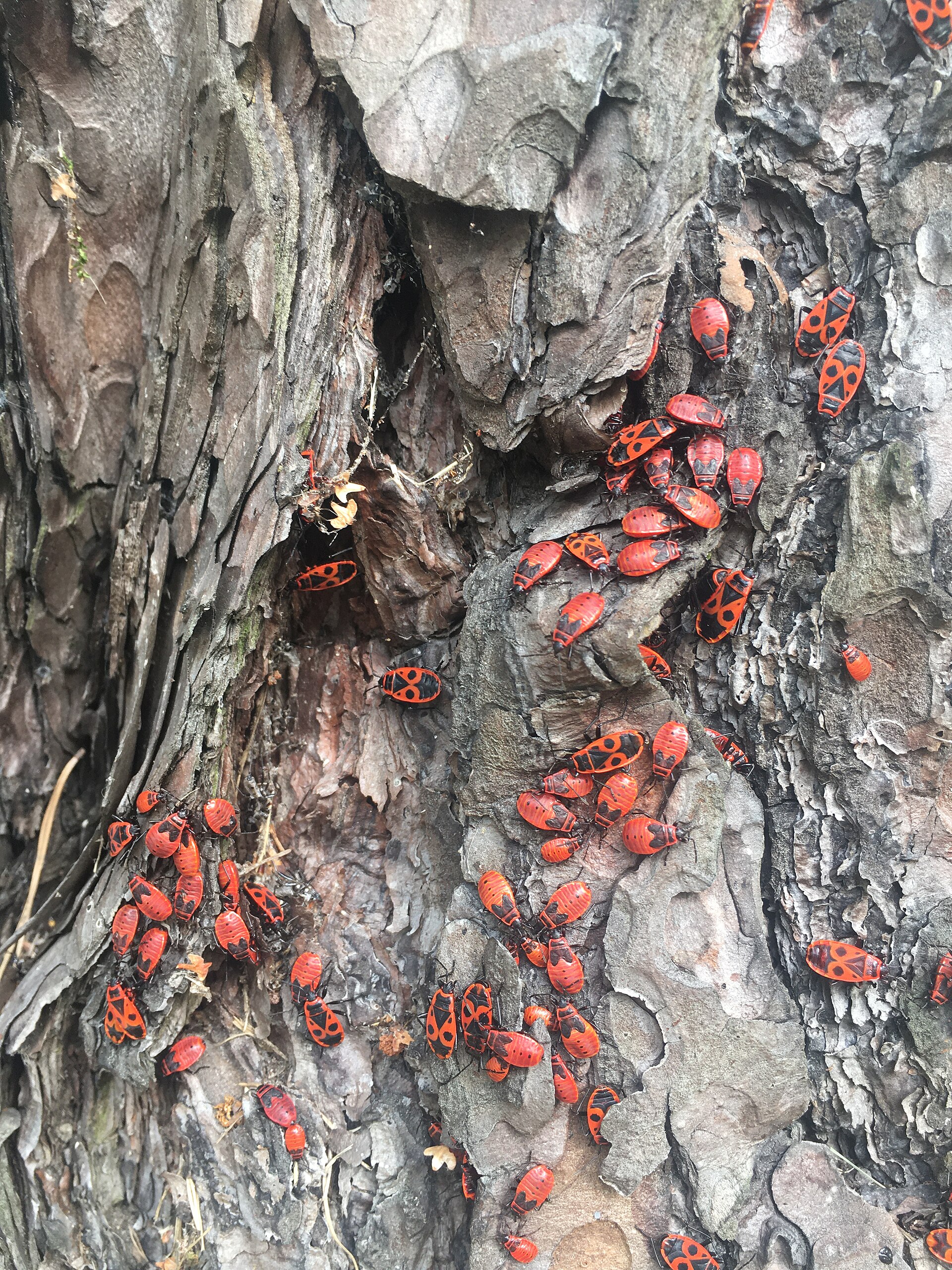 Boxelder Bug (Boisea trivittata)