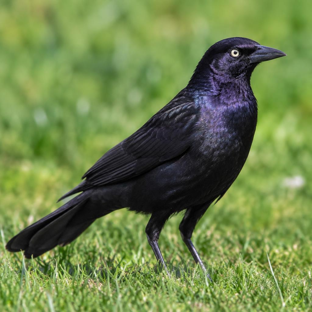 Brewer's Blackbird (Euphagus cyanocephalus)