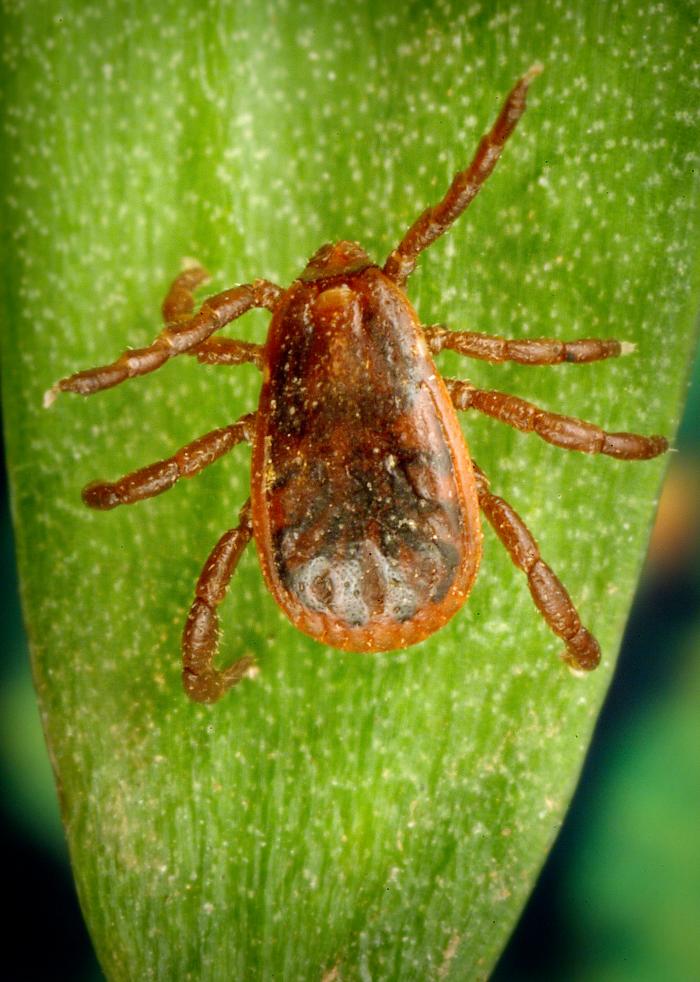 Brown Dog Tick (Rhipicephalus sanguineus)
