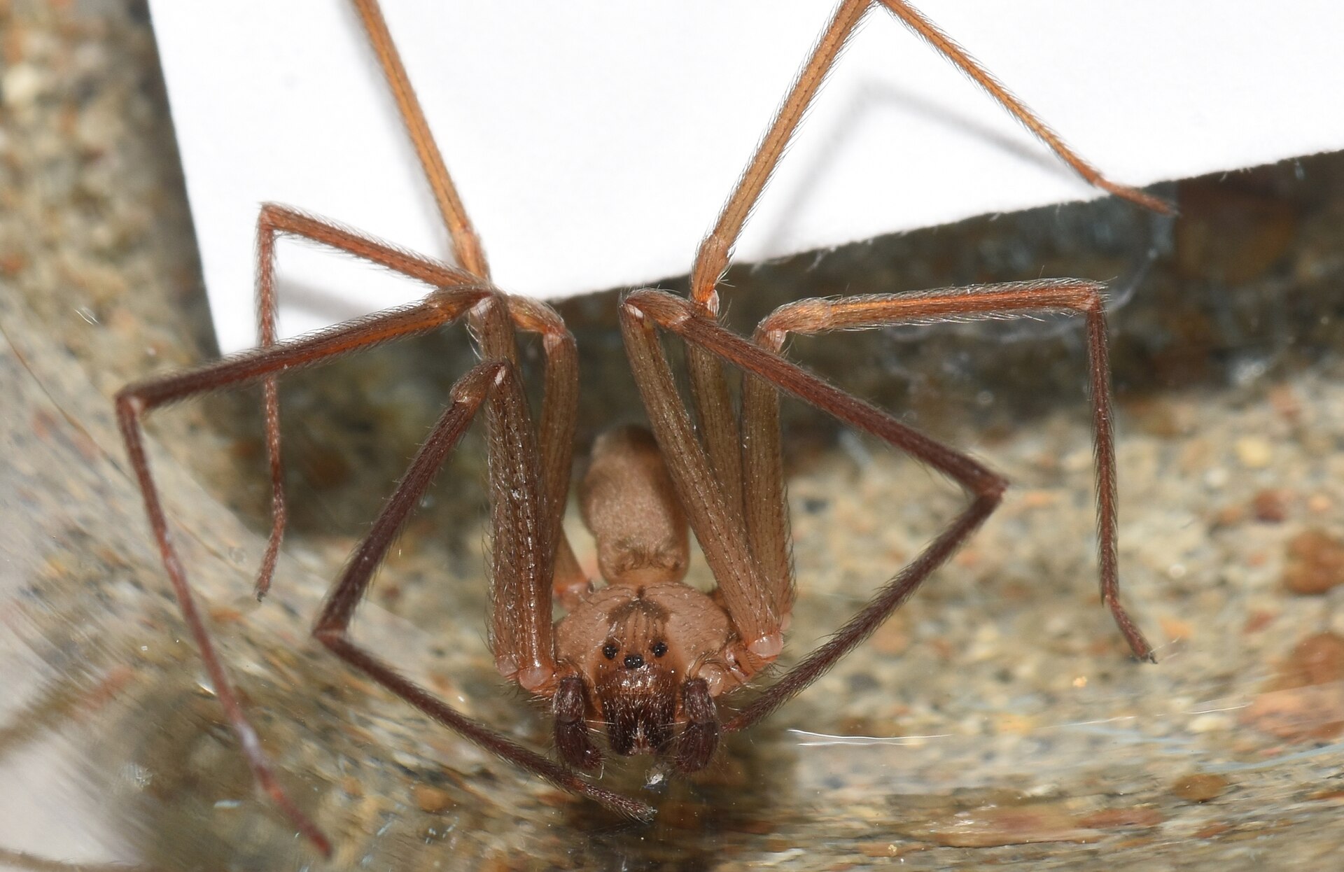 Brown Recluse (Loxosceles reclusa)
