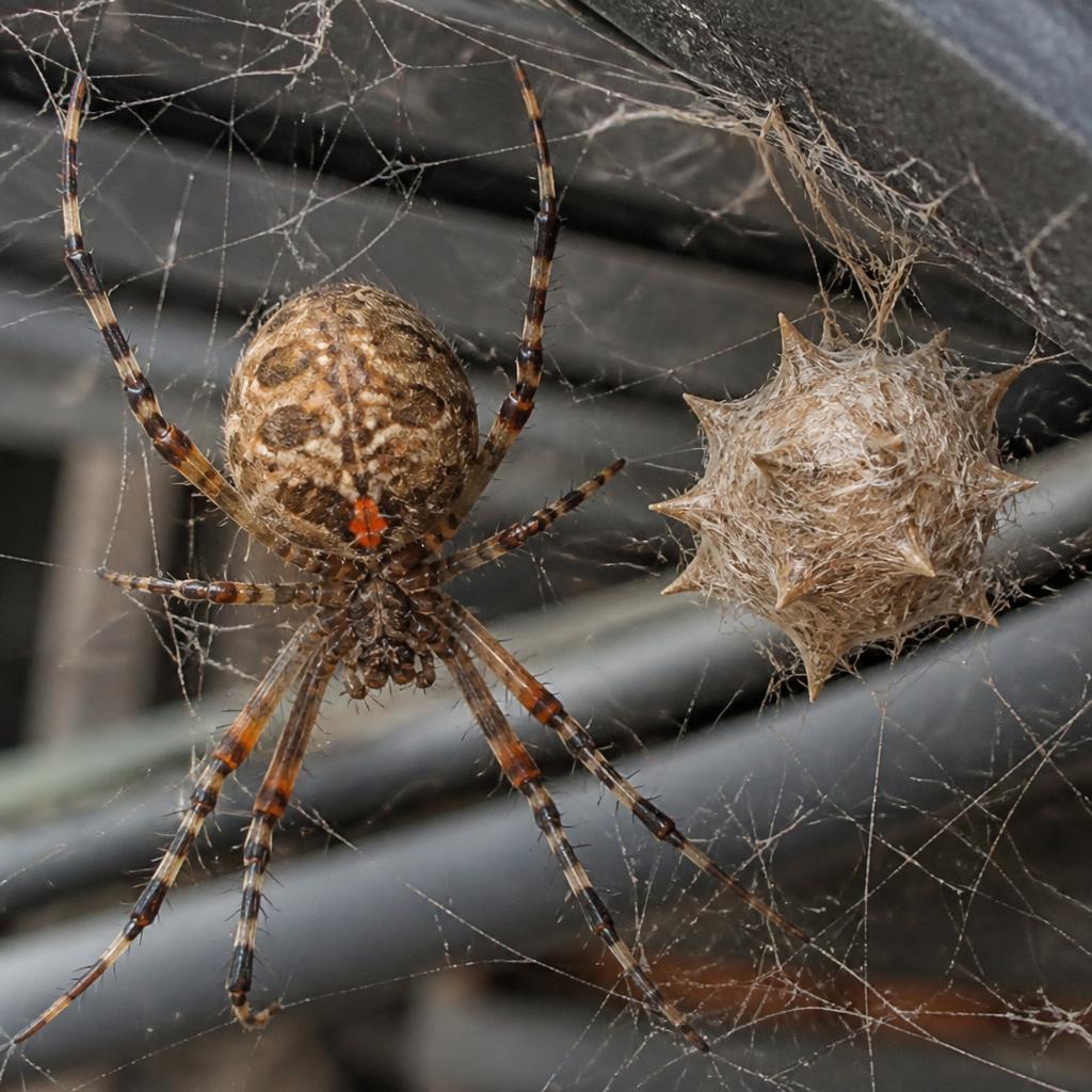 Brown Widow (Latrodectus geometricus)