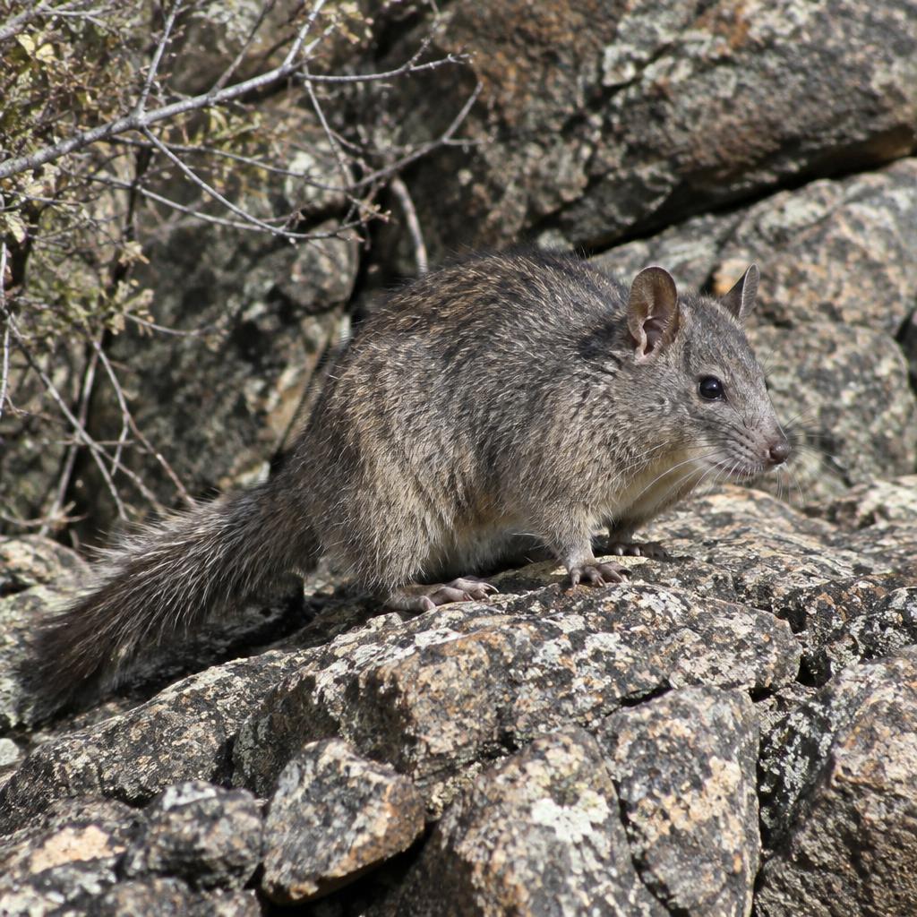 Bushy-tailed Woodrat (Neotoma cinerea)