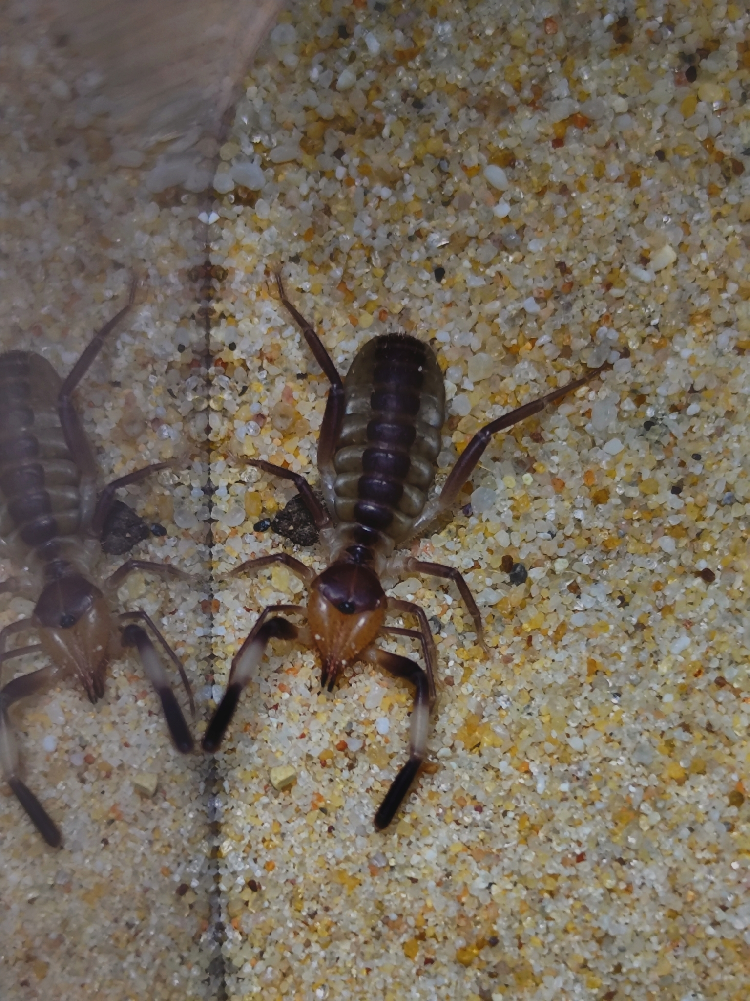 Camel Spider (Solifugae)