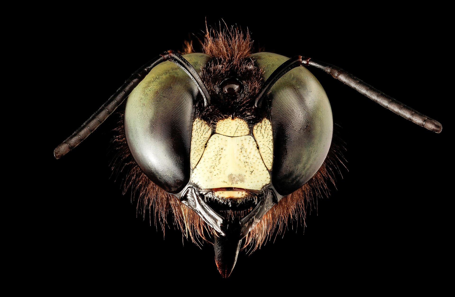 Carpenter Bee (Xylocopa virginica)