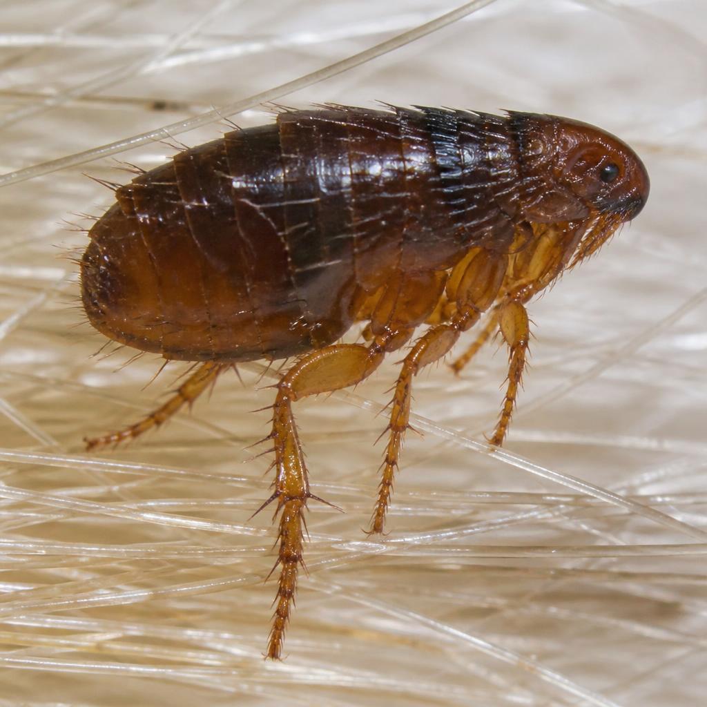 Cat Flea (Ctenocephalides felis)