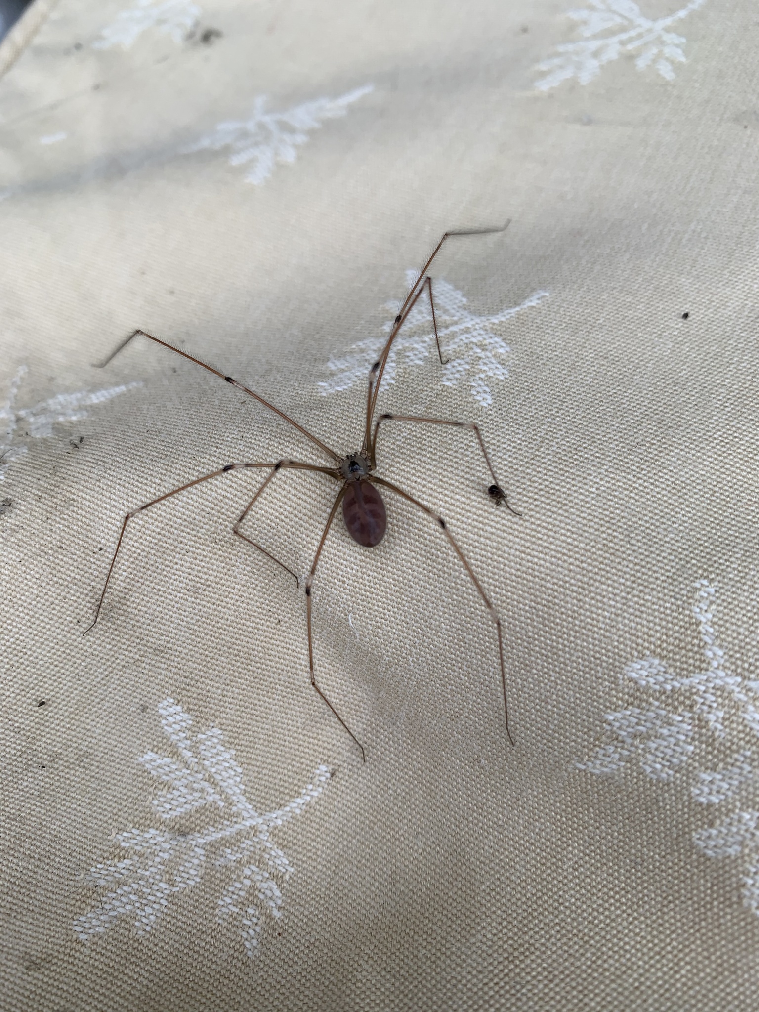 Cellar Spider (Pholcus phalangioides)