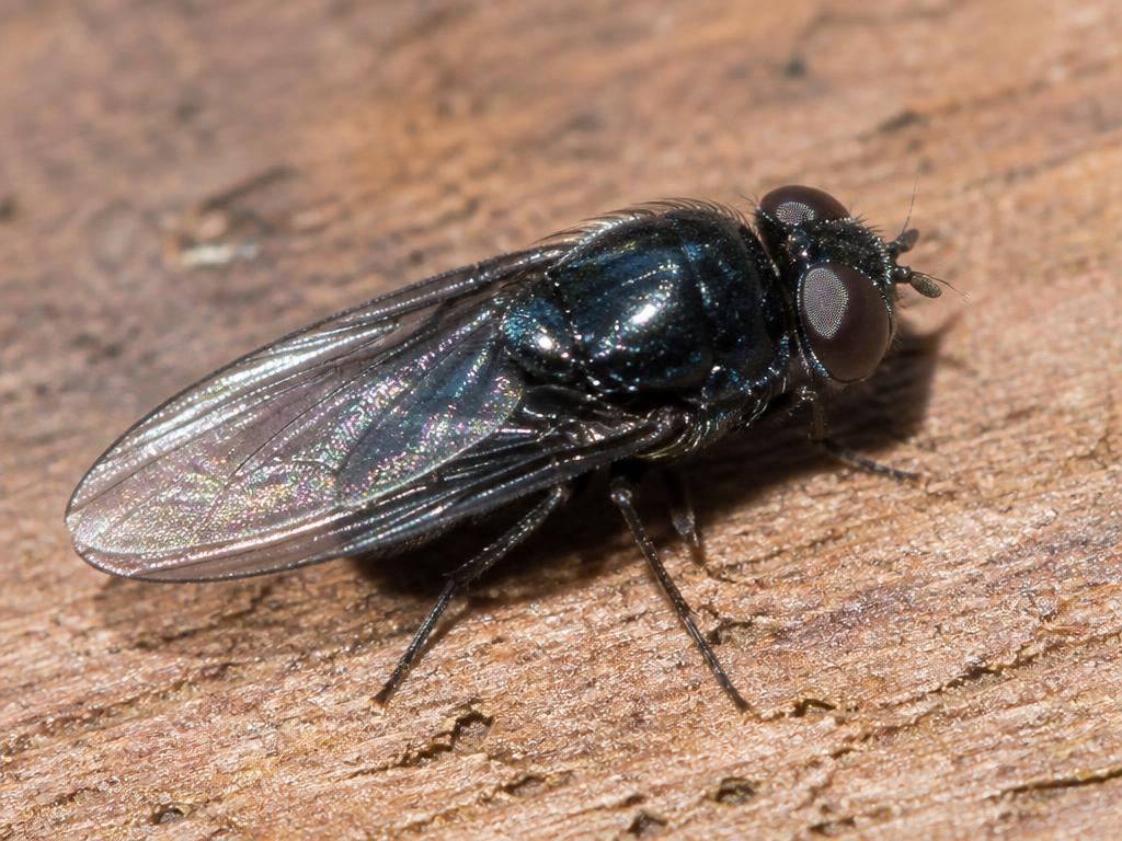 Cheese Skipper (Piophila casei)
