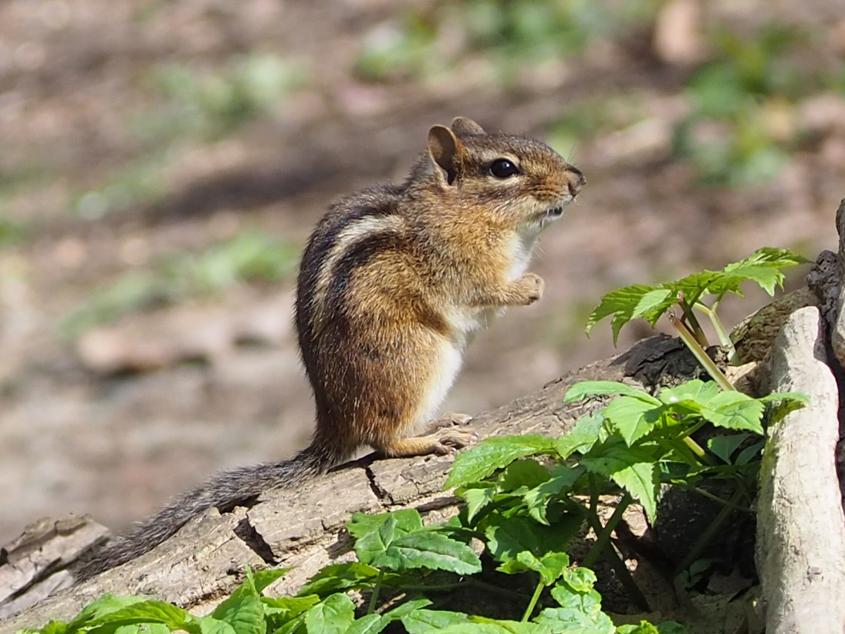 Eastern Chipmunk (Tamias striatus)