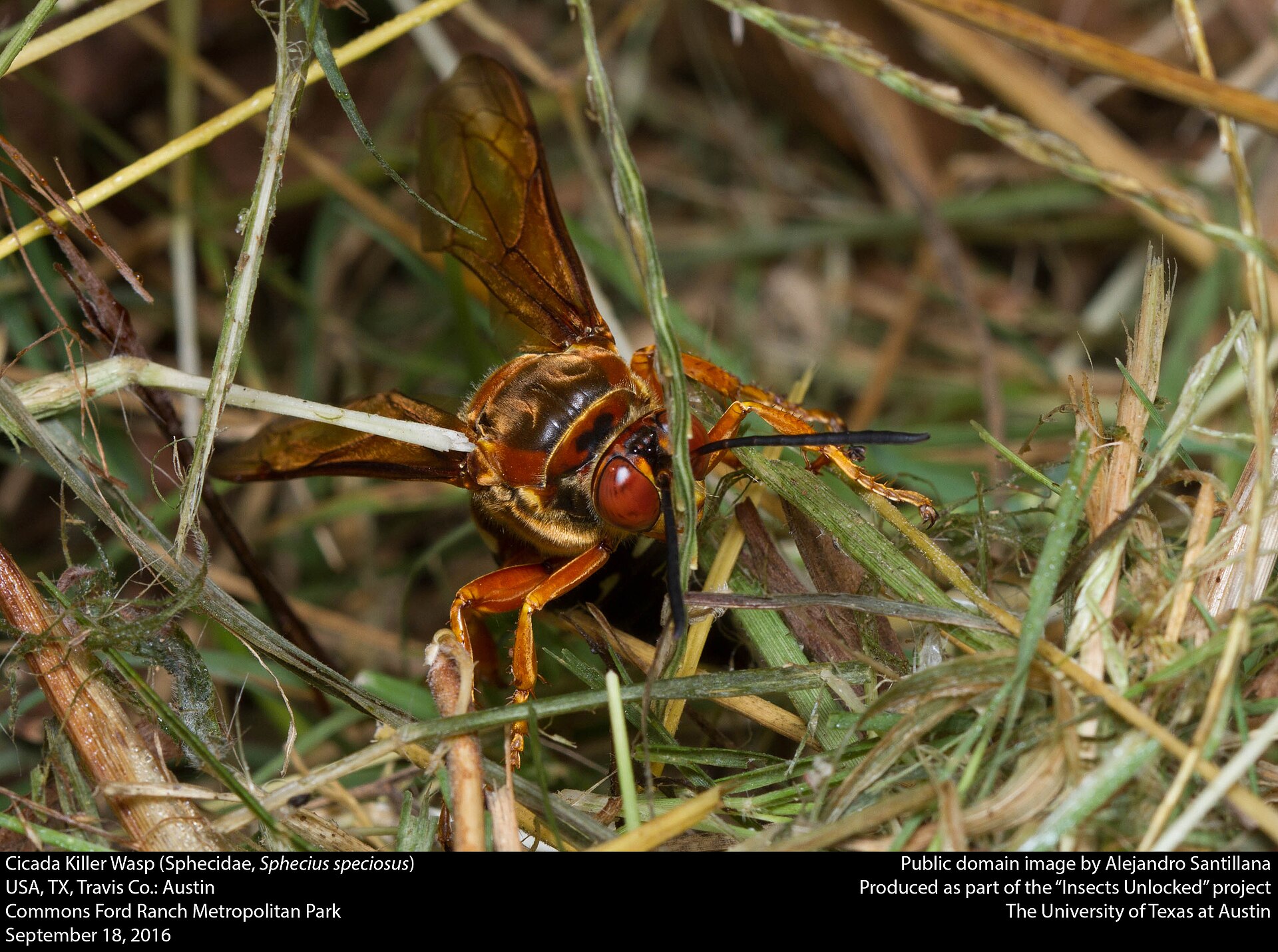 Cicada Killer Wasp (Sphecius speciosus)