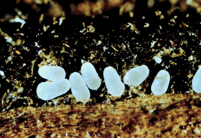Cigarette Beetle (Lasioderma serricorne)