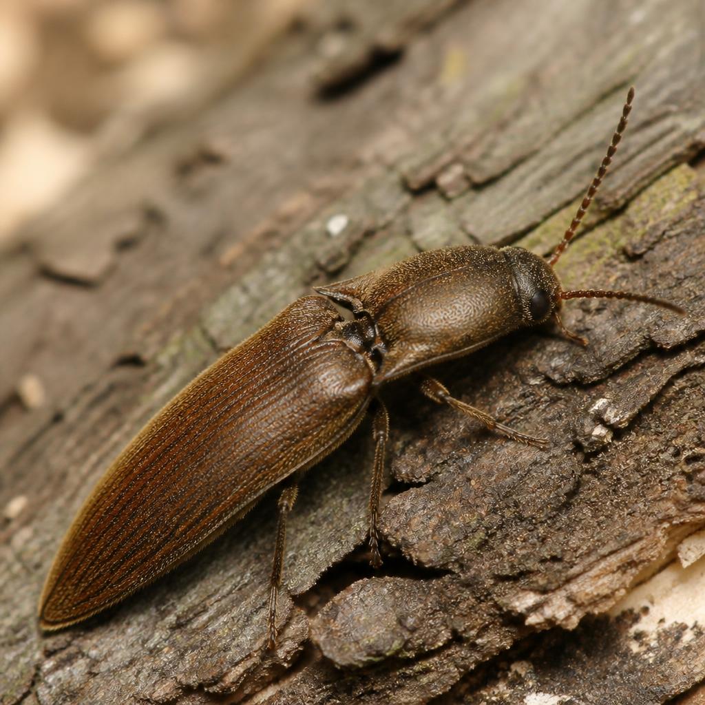 Click Beetle (Elateridae)