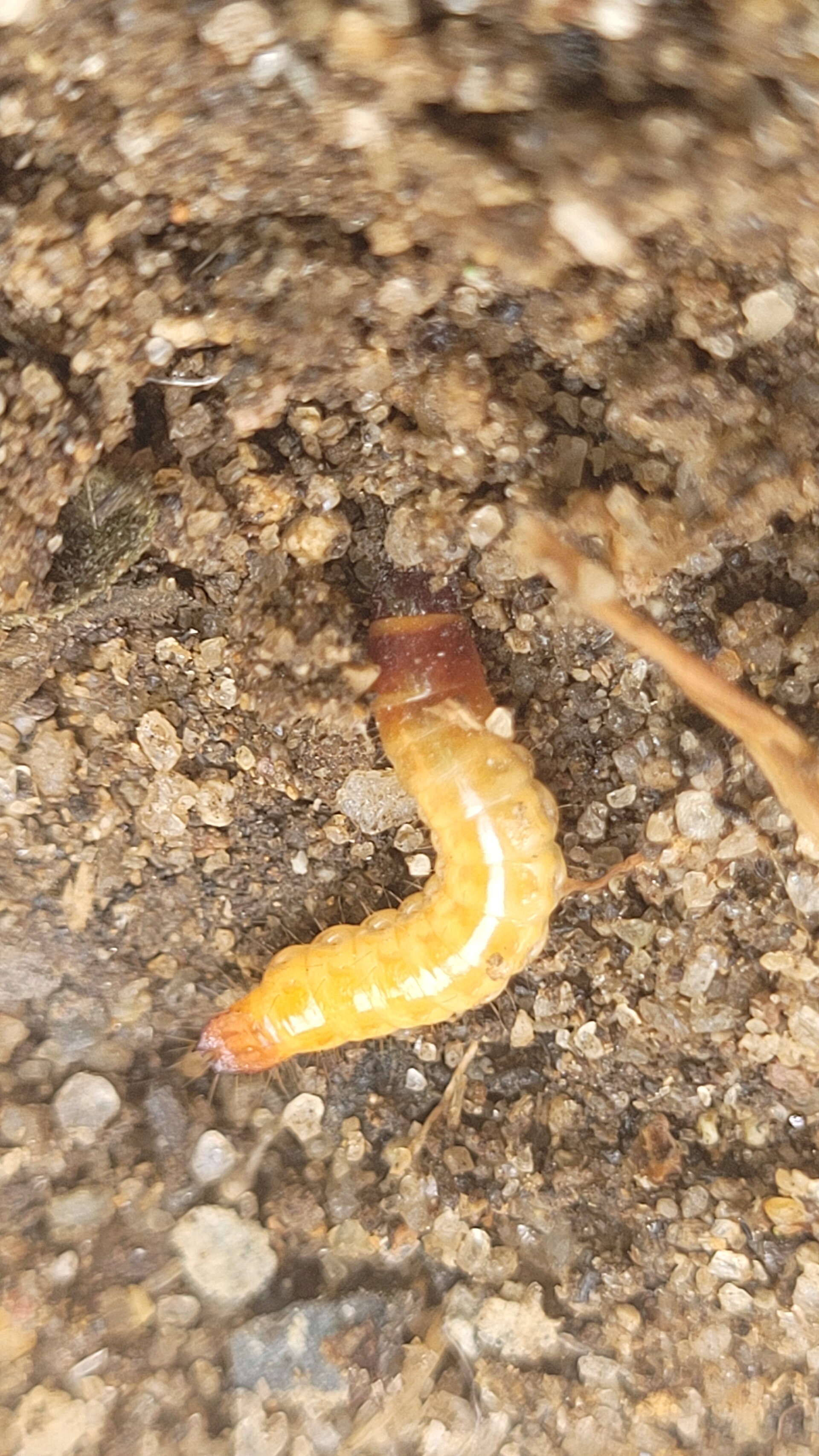 Click Beetle (Elateridae)