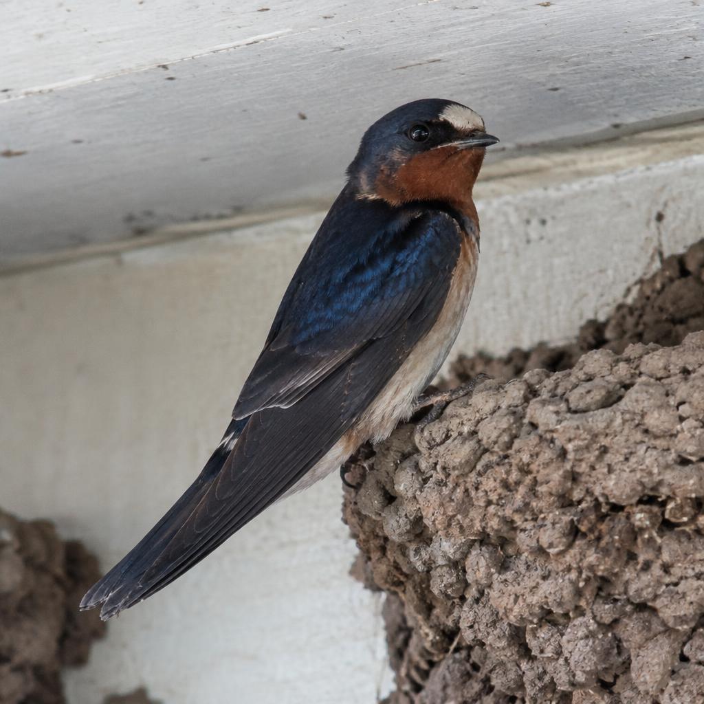 Cliff Swallow (Petrochelidon pyrrhonota)