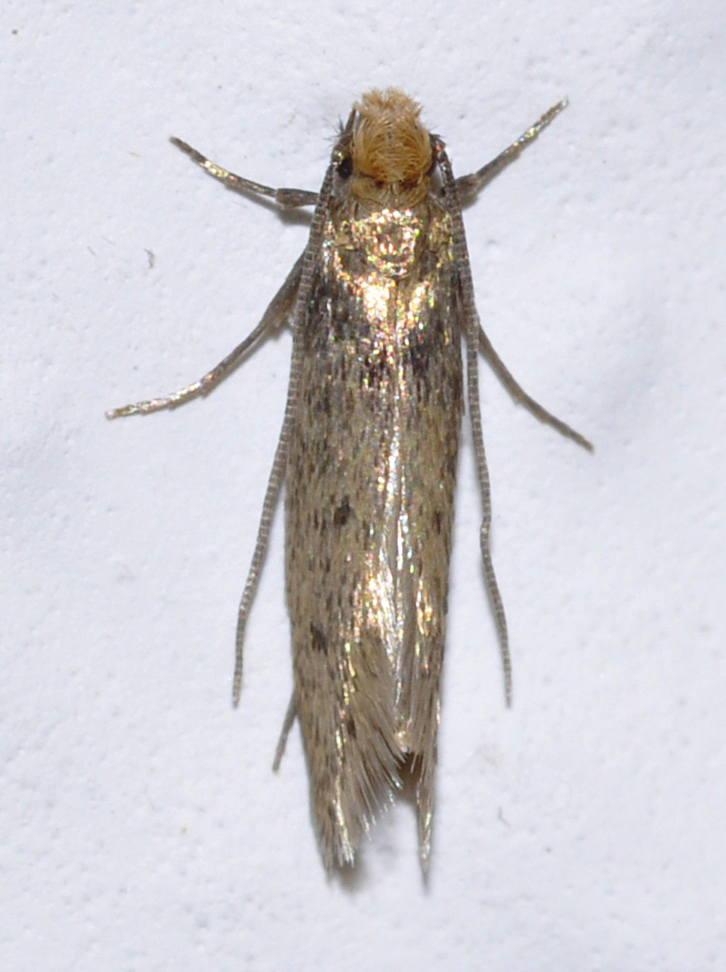 Webbing Clothes Moth (Tineola bisselliella)