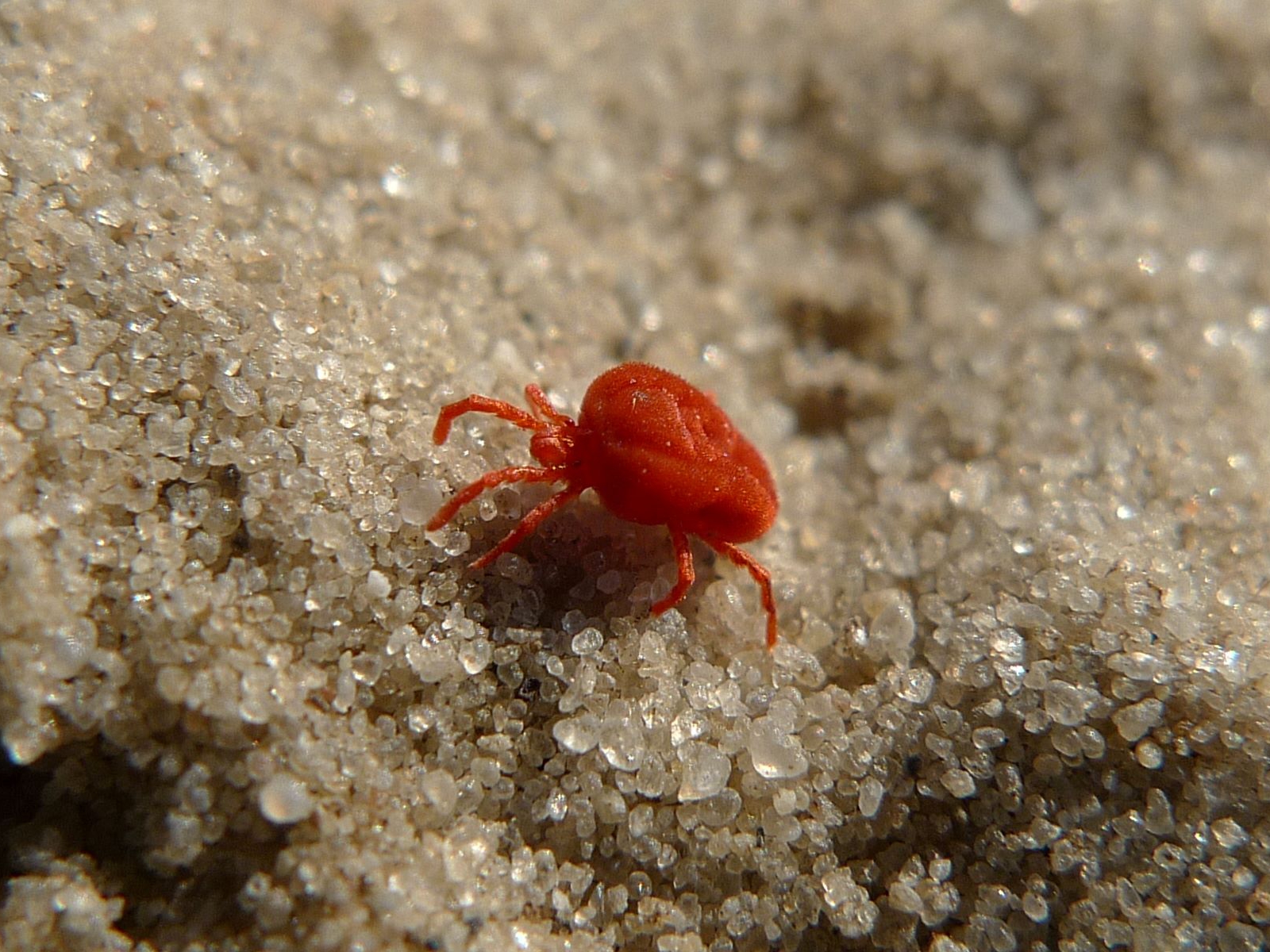 Clover Mite (Bryobia praetiosa)