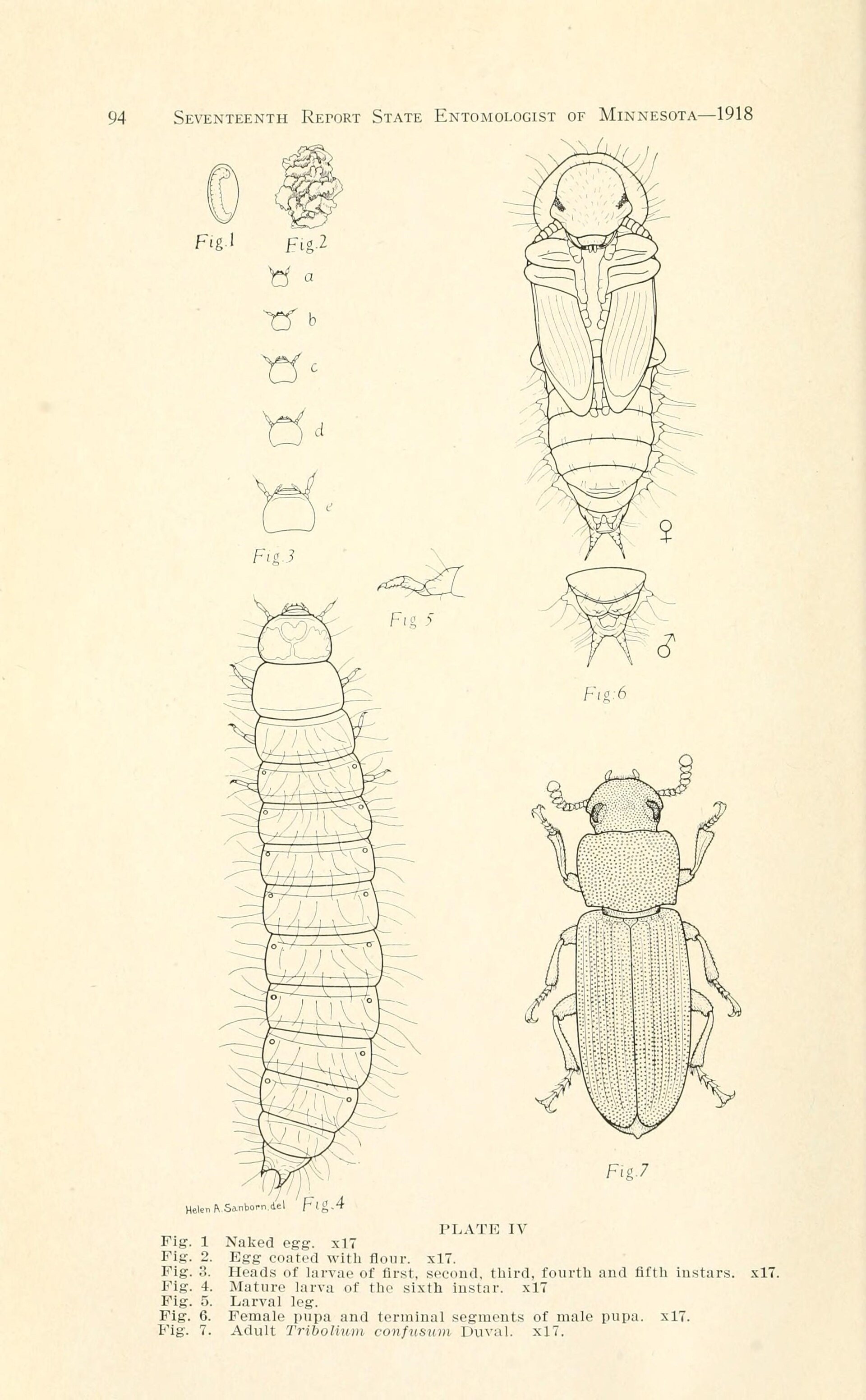 Confused Flour Beetle (Tribolium confusum)