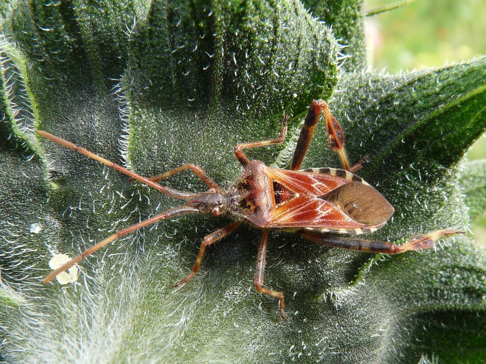 Western Conifer Seed Bug (Leptoglossus occidentalis)