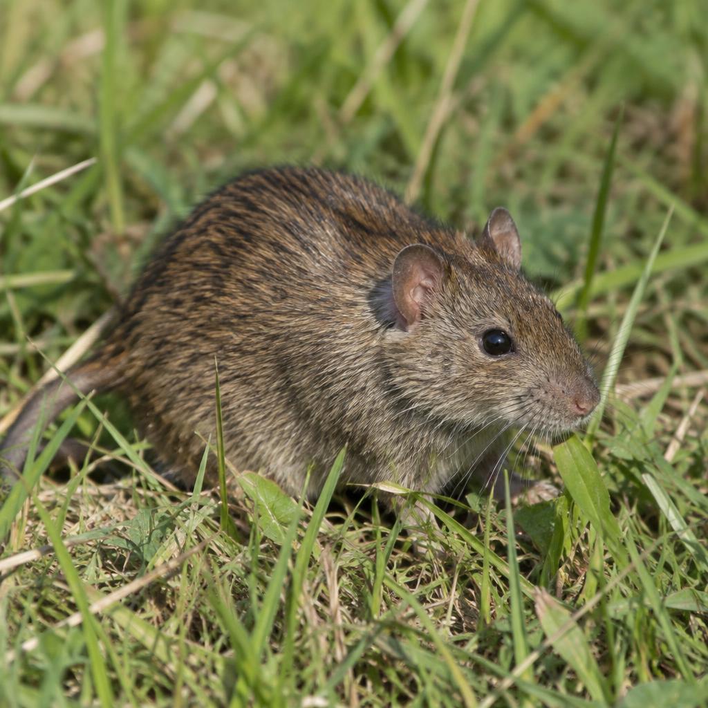 Hispid Cotton Rat (Sigmodon hispidus)
