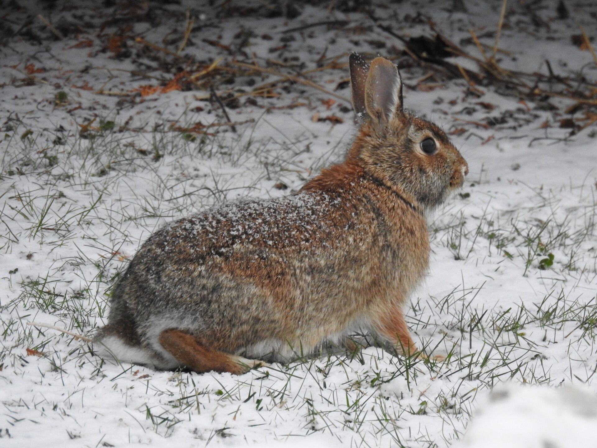 Eastern Cottontail Rabbit (Sylvilagus floridanus)