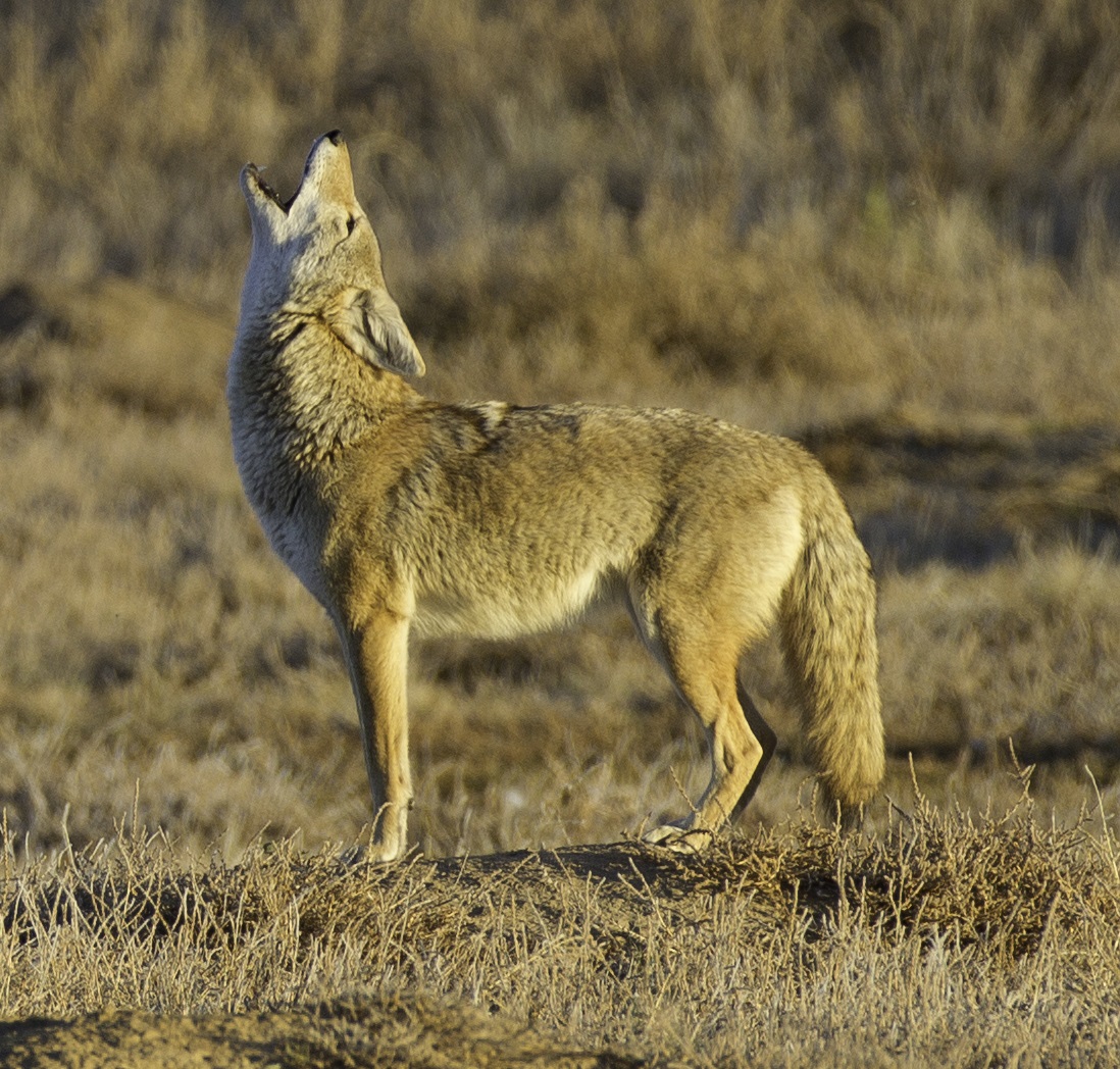 Coyote (Canis latrans)